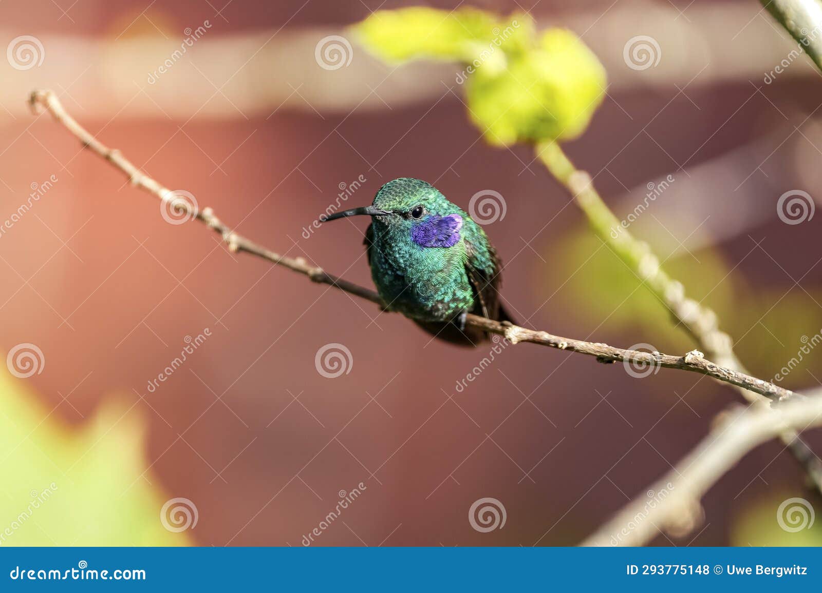 close-up of a green violet-ear hummingbird (colibri thalassinus) or mexican violetear d