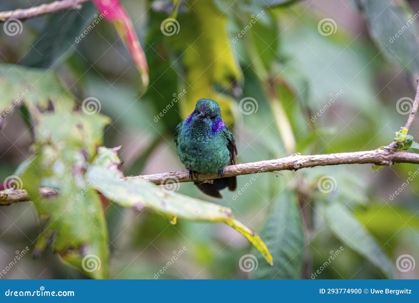 close-up of a green violet-ear hummingbird (colibri thalassinus) perched on tiny branch, facing camera,