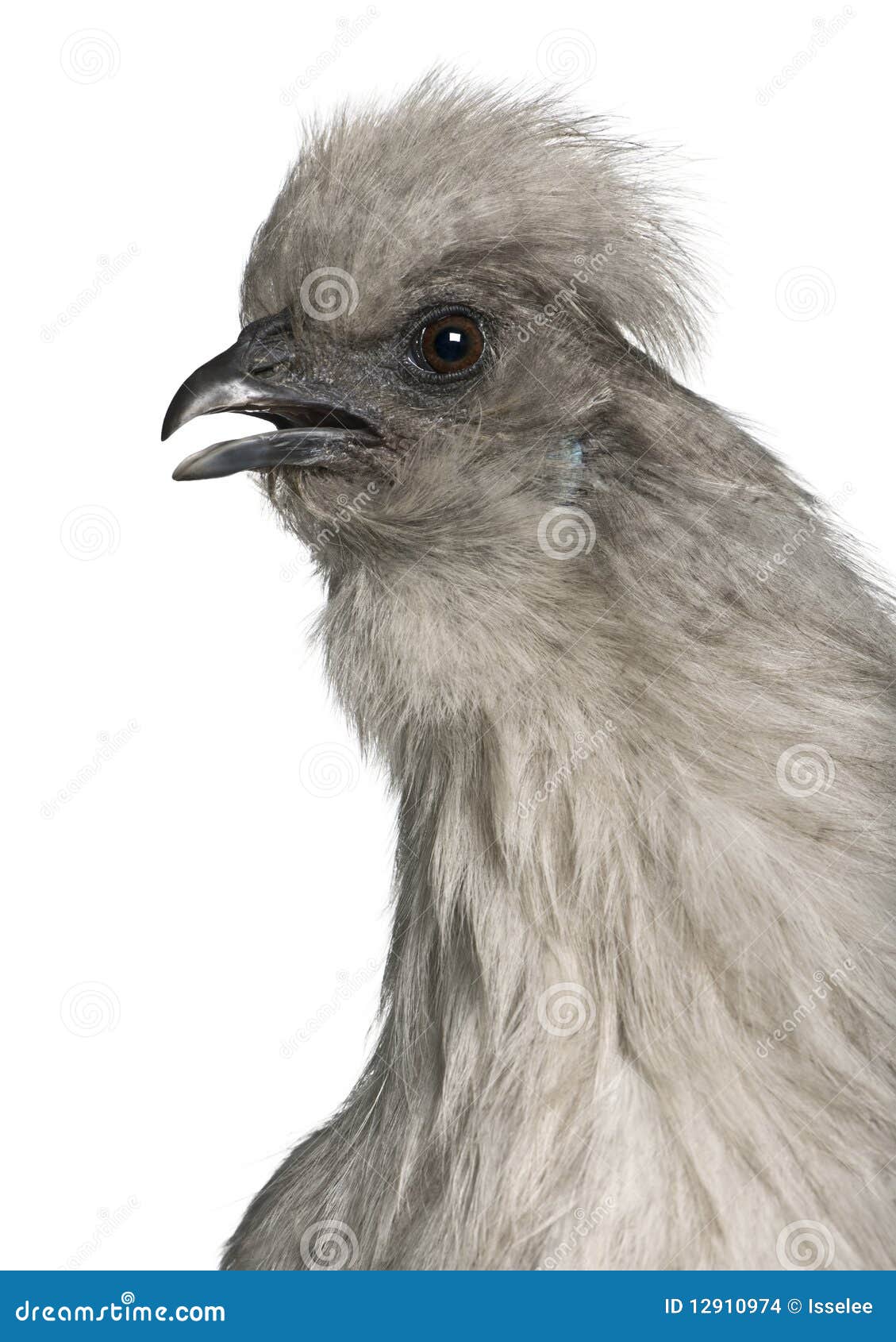 Closeup of Grey Silkie Hen Stock Photo Image of animal, vertebrate