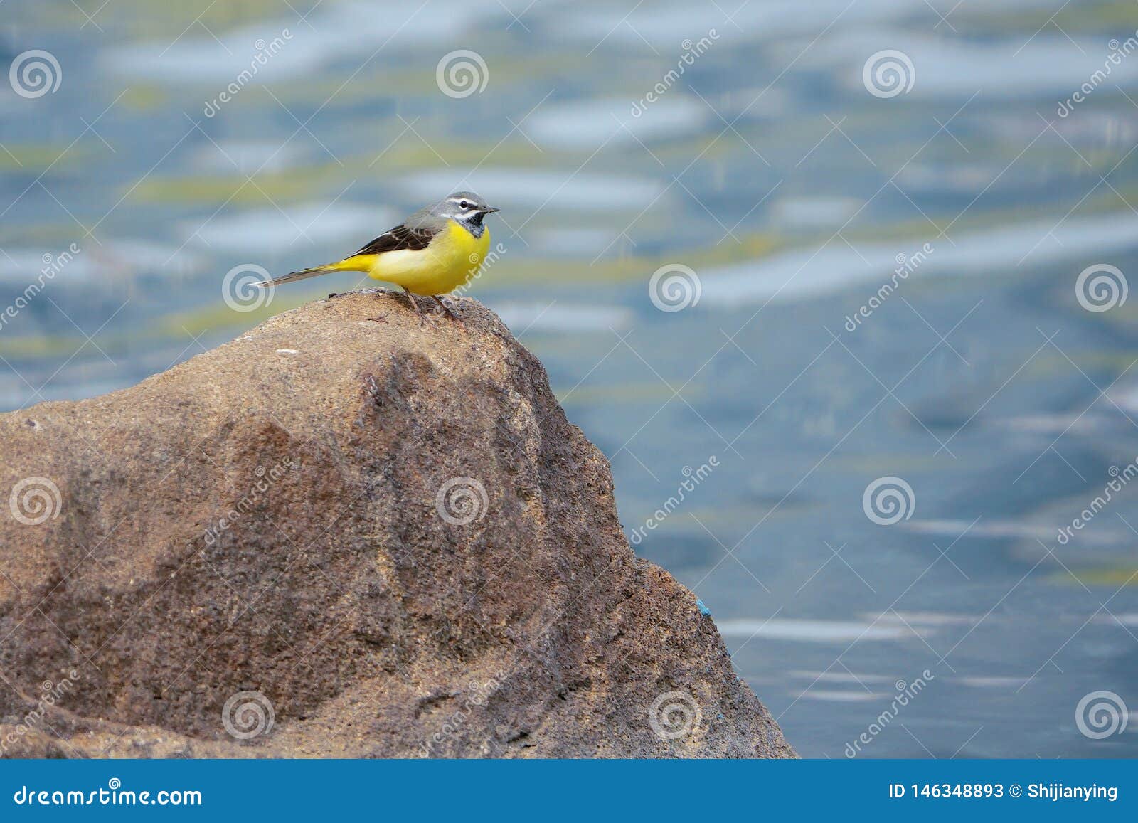 grey-wagtail-stock-image-image-of-water-benchland-146348893