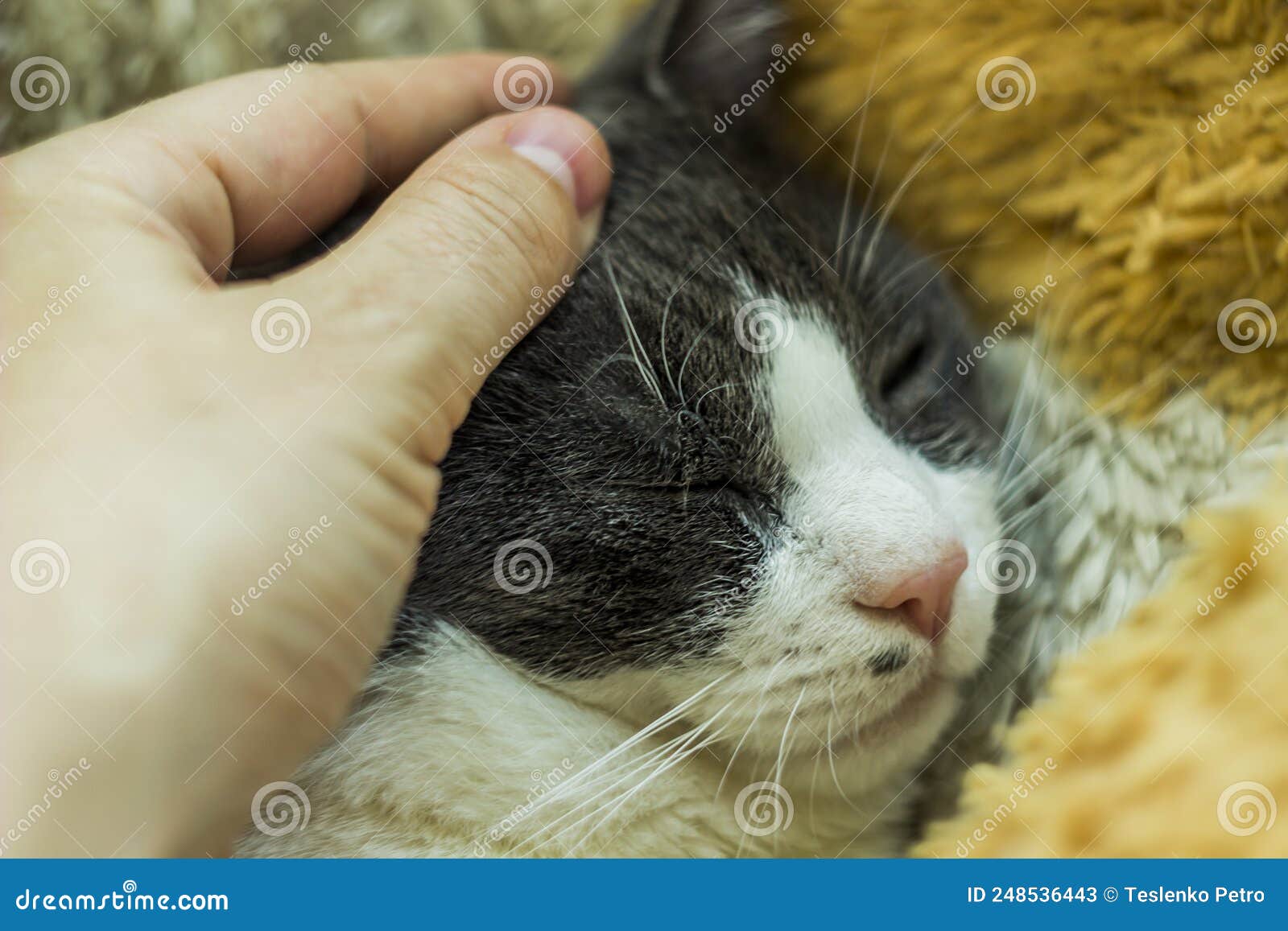 a grey and white big cat portrait and human hand