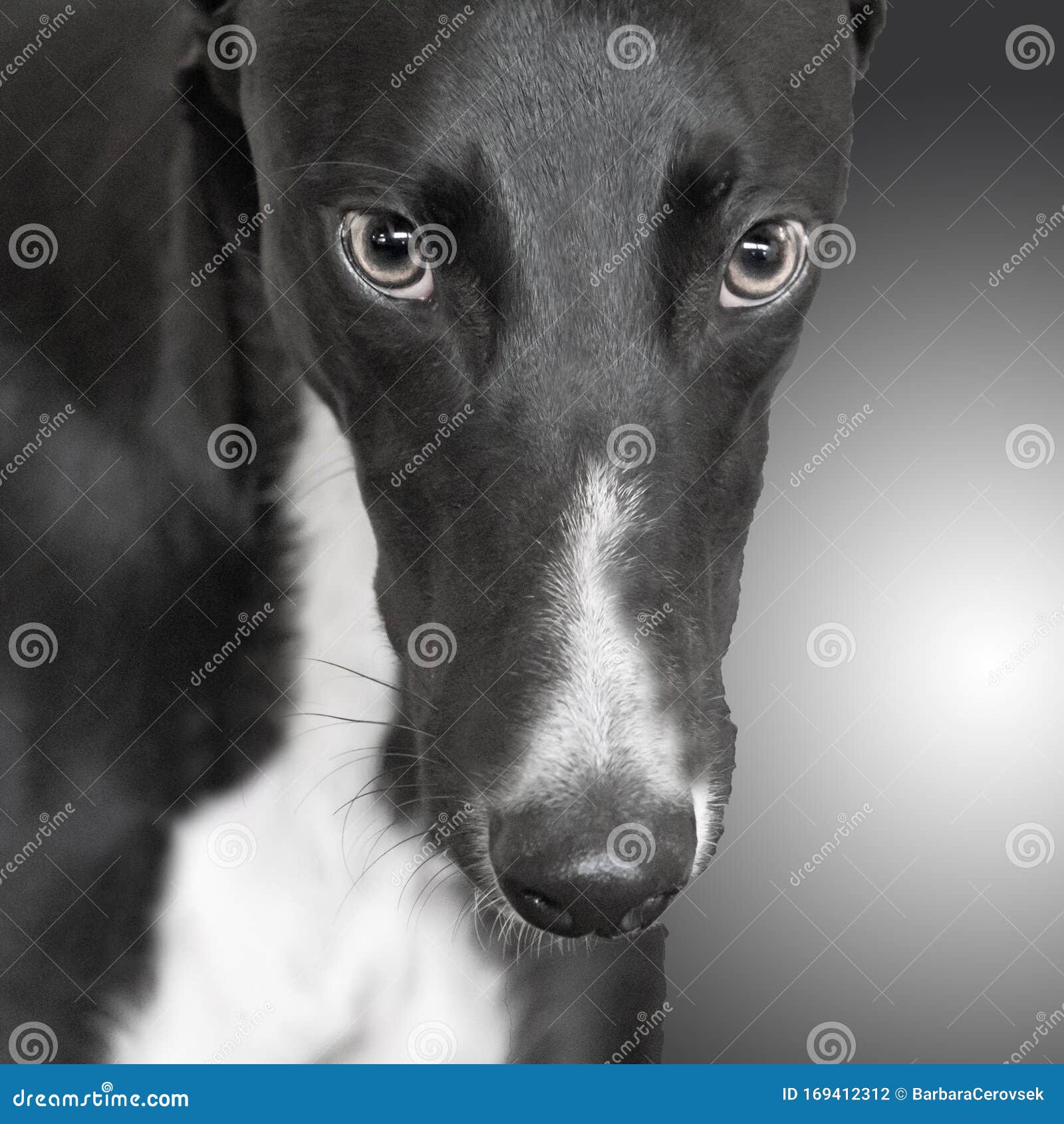 1 241 Greyhound Face Photos Free Royalty Free Stock Photos From Dreamstime
