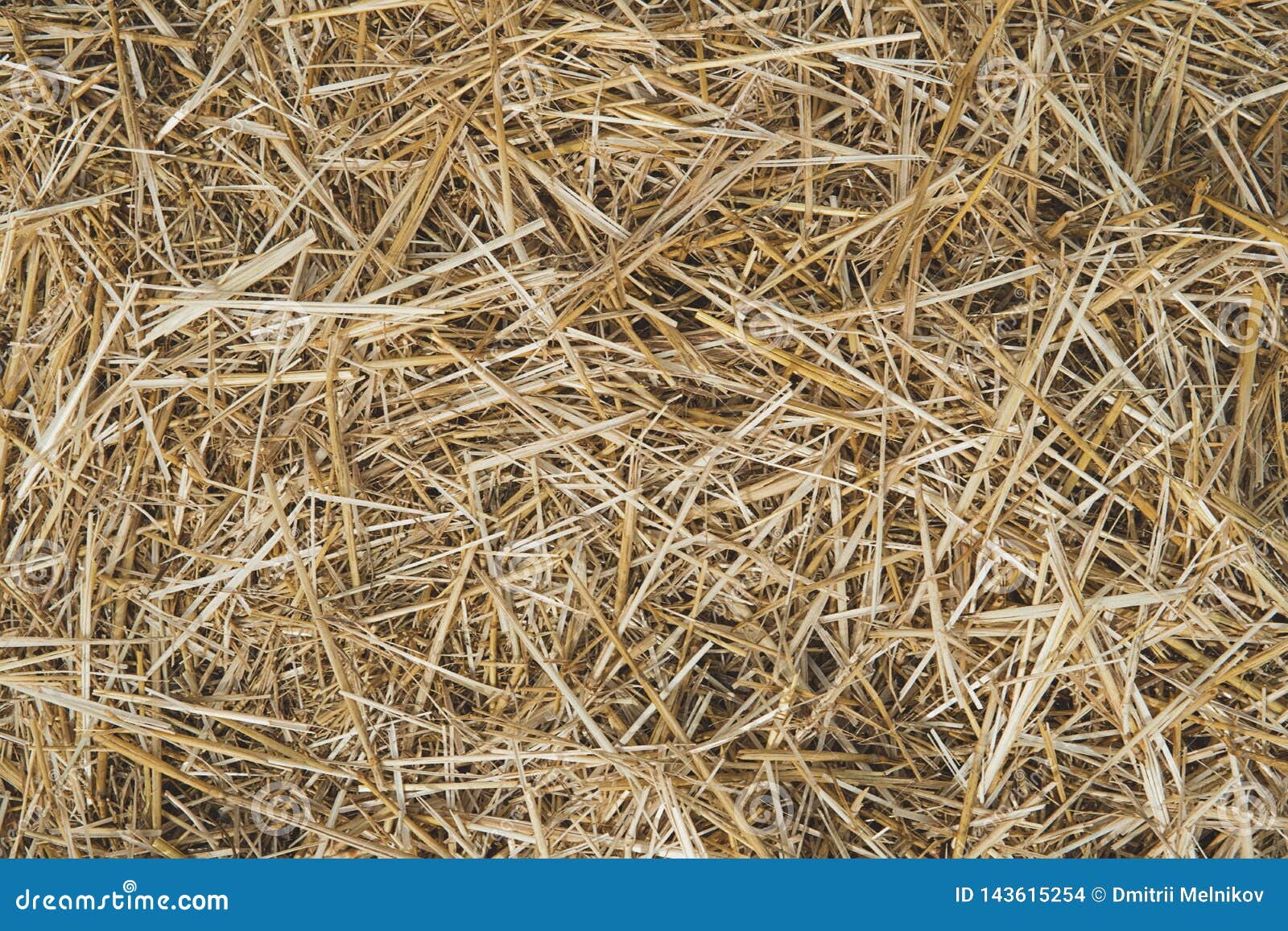 Close Up Of Ground Texture Of Straw Yellow Dry Autumn Grass On The