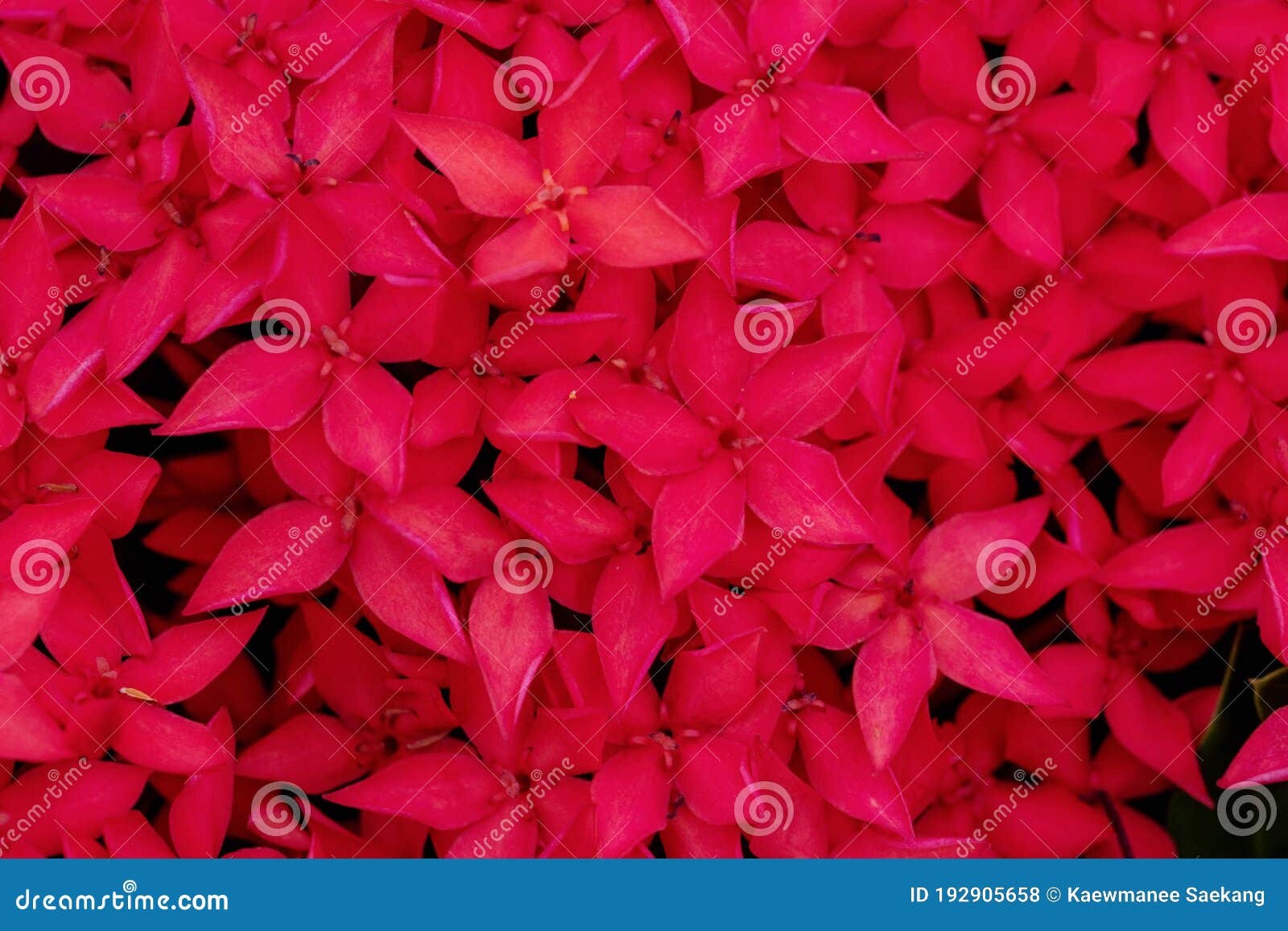 group blossom ixora lobbii loudon flower on natural background. beautiful macro blooming red colorful ixora chinensis