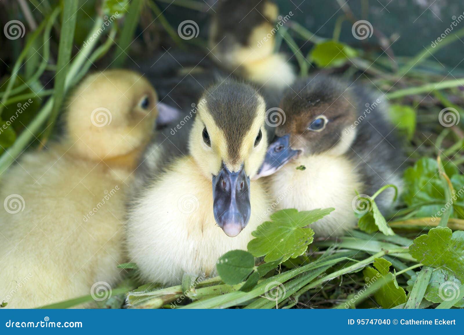 Baby Duck Identification Chart