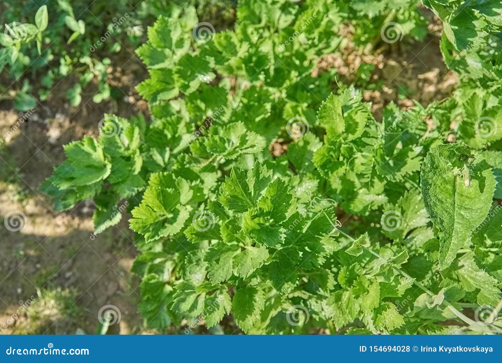 Vegetable Garden Top View Stock Photos Download 27,575 Royalty Free