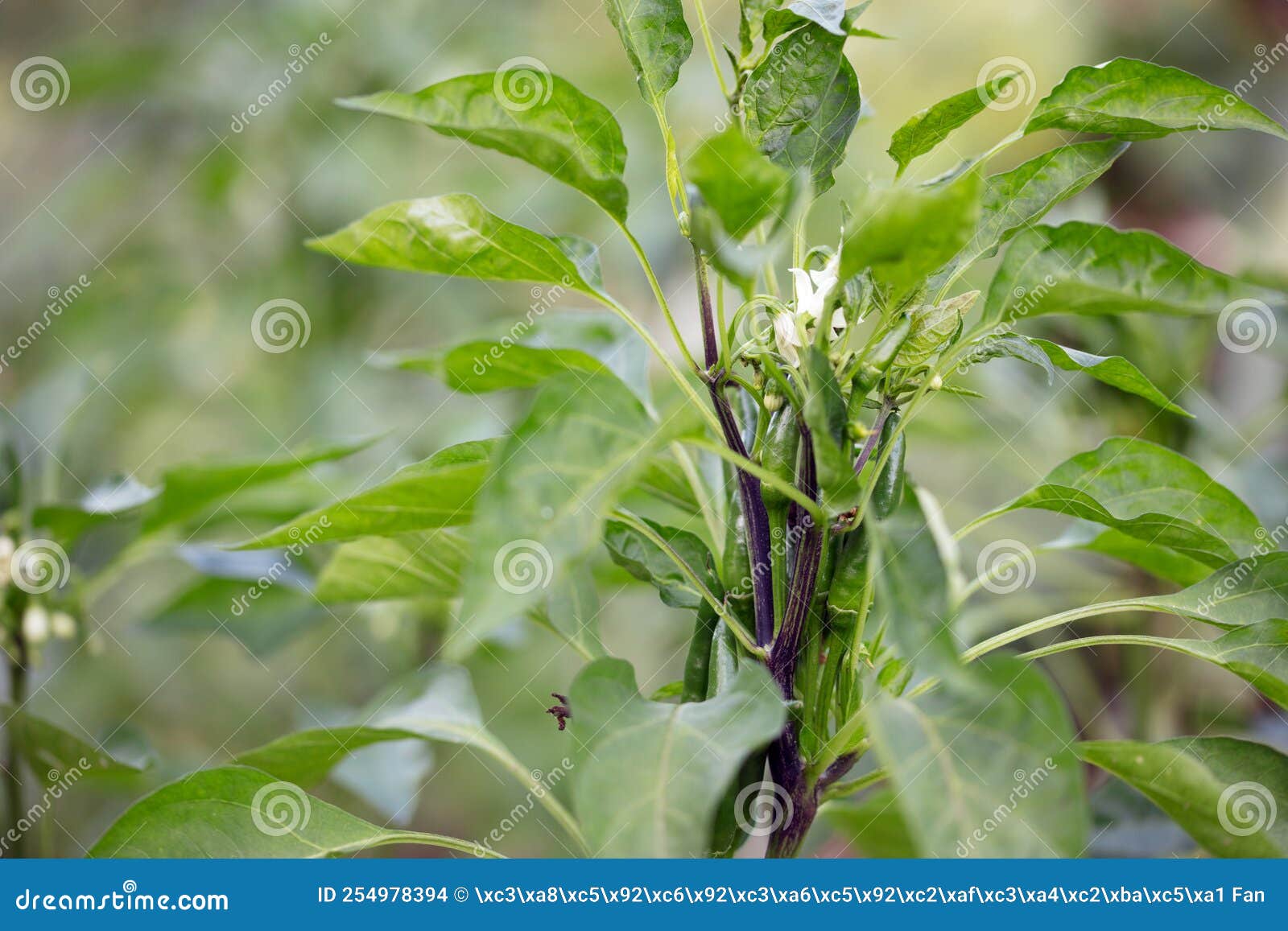 Closeup of Growing Chili Pepper Stock Photo Image of pepper, nature