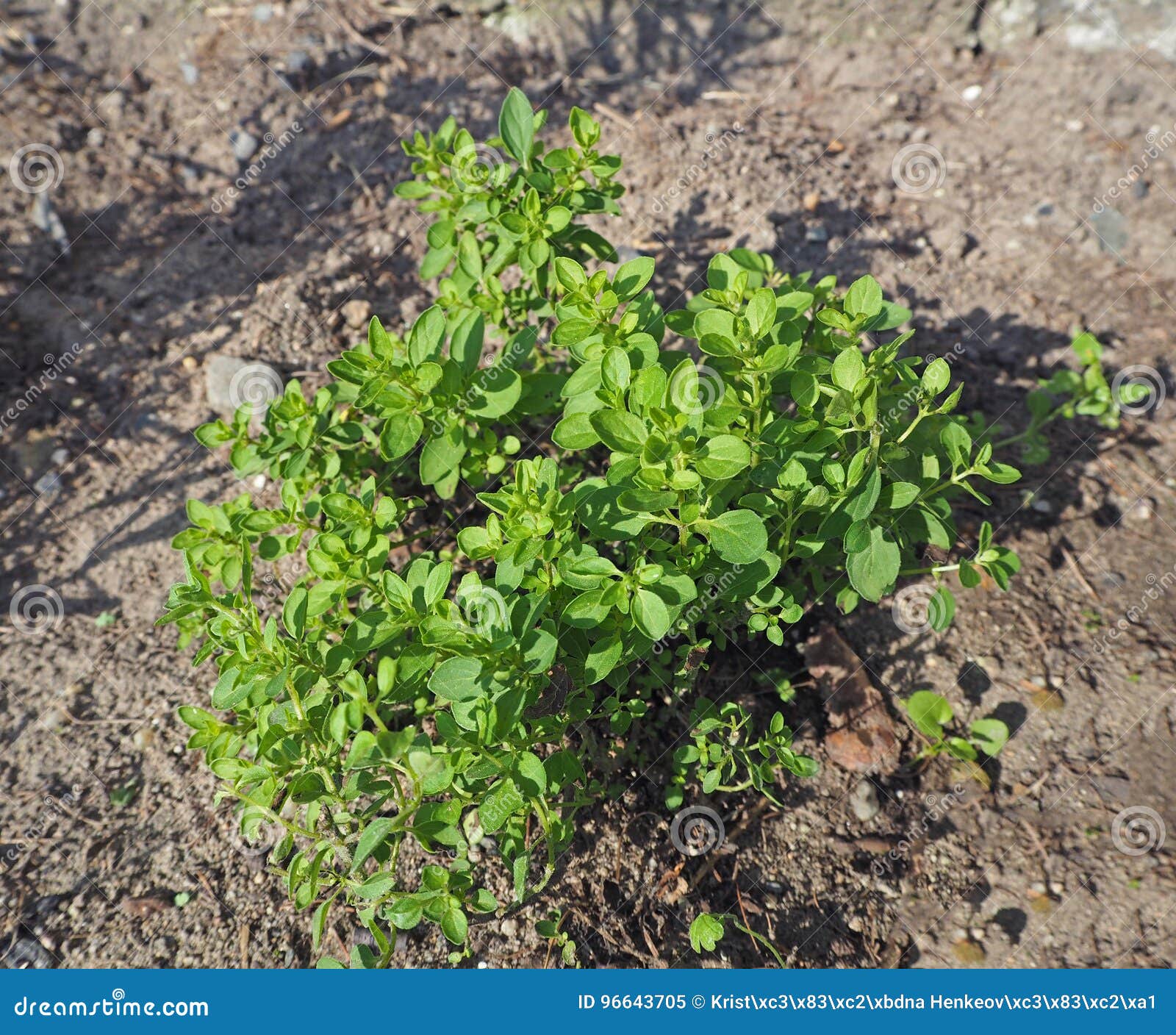 Close Up Growing Fresh Green Sweet Marjoram Stock Image Image of food, herbal 96643705