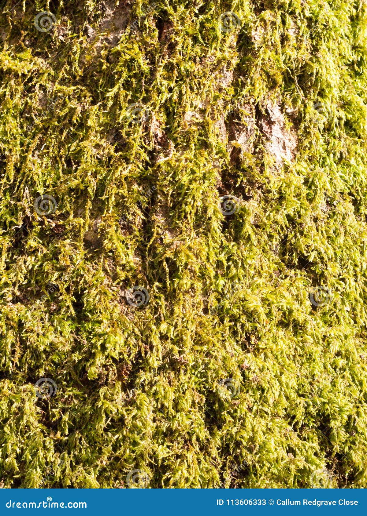 Close Up of Growing Green Moss Lichen Algae on Tree Bark Surface Stock
