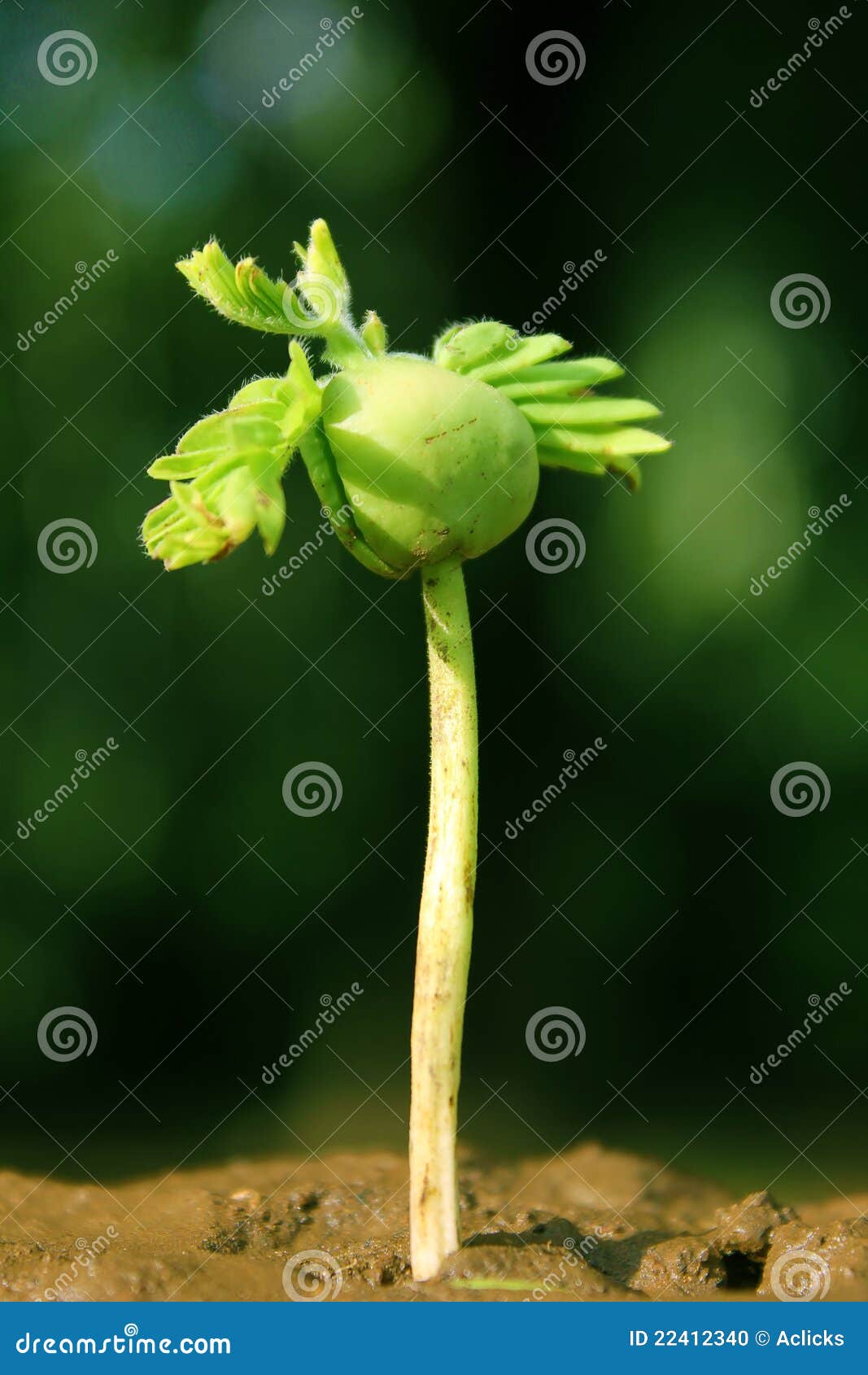 Close Up of Growing PlantNew Life Stock Photo Image of botany