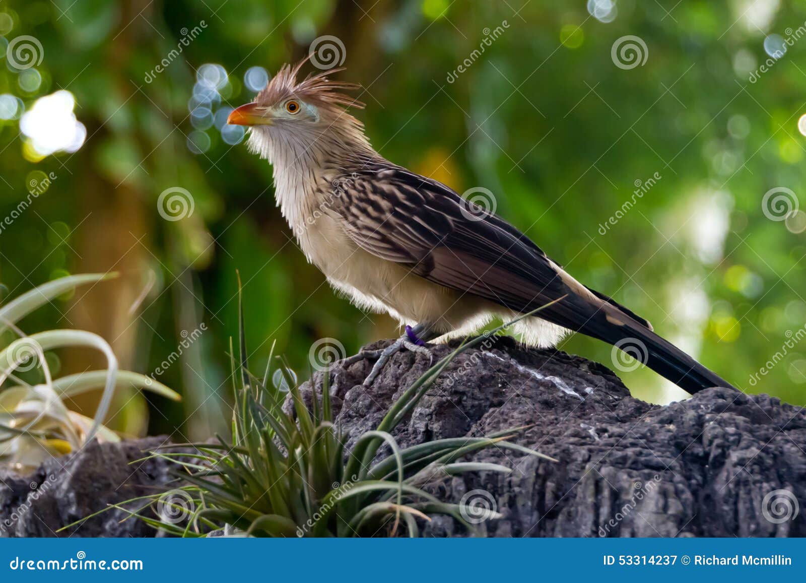 Close Up Of A Guira Cuckoo On A Perch At Moody Gardens Stock Image