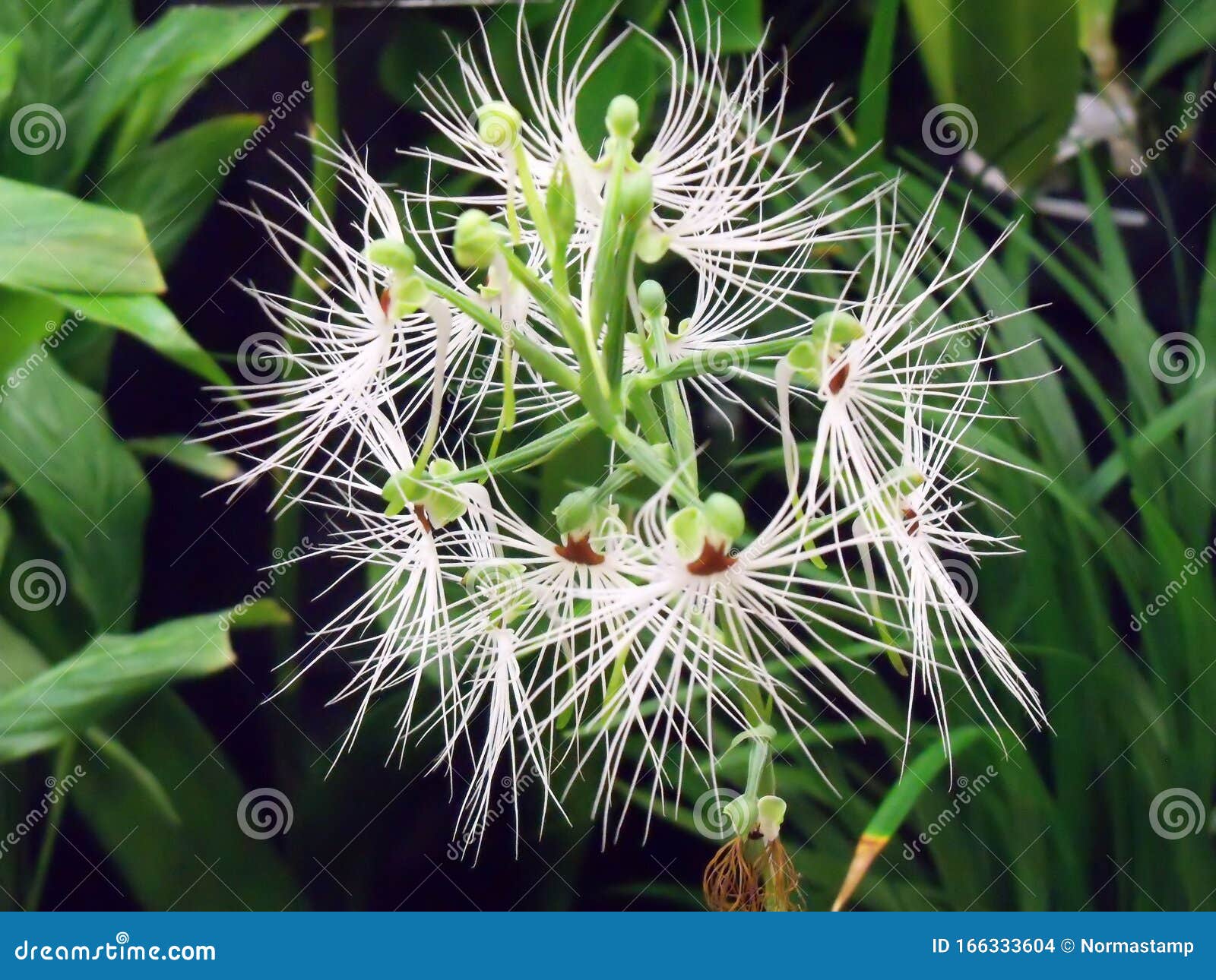 Close Up Habenaria Medusae Orchid Stock Photo - Image of beautiful, flower:  166333604