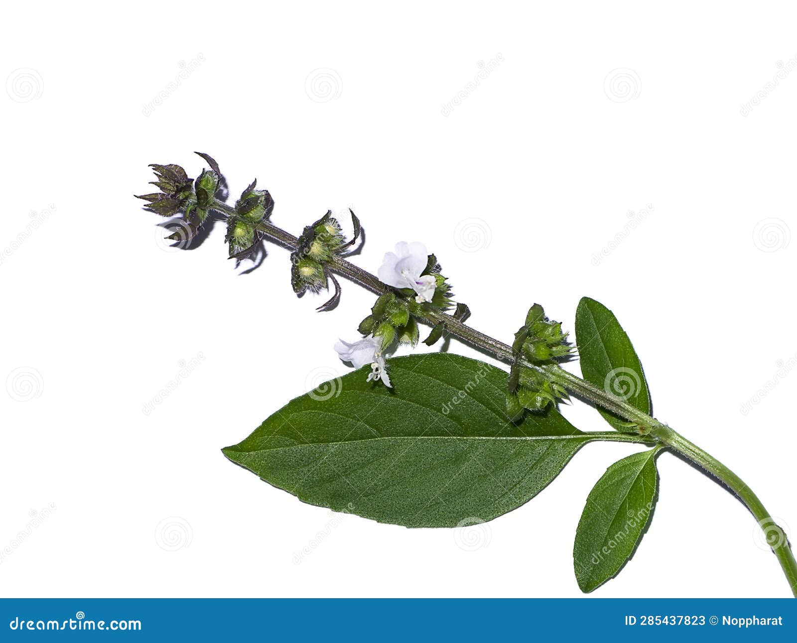 Close Up Hairy Basil Plant on White Background Stock Image Image of