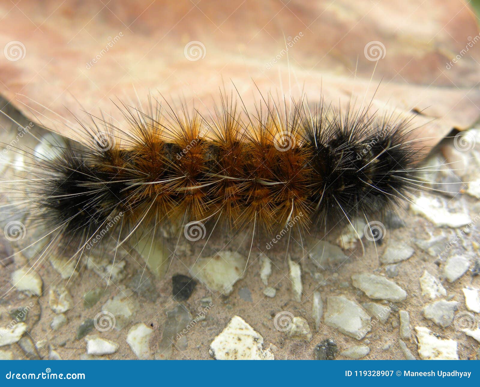 Brown And Black Color Hairy Caterpillar Stock Image Image Of Close Caterpillars