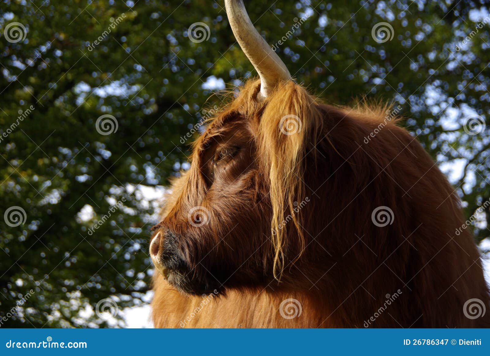 Close Up of a Hairy Highland Cattle Stock Image Image of animal