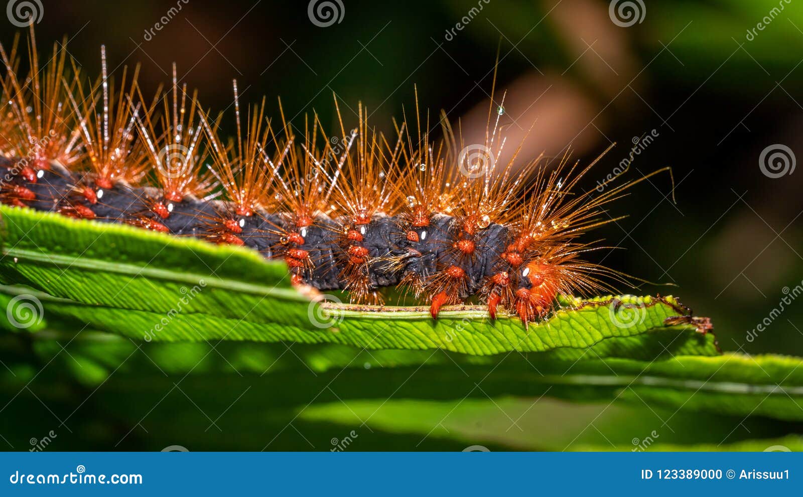 Close Up of Hairy Worm stock photo. Image of life, close 123389000