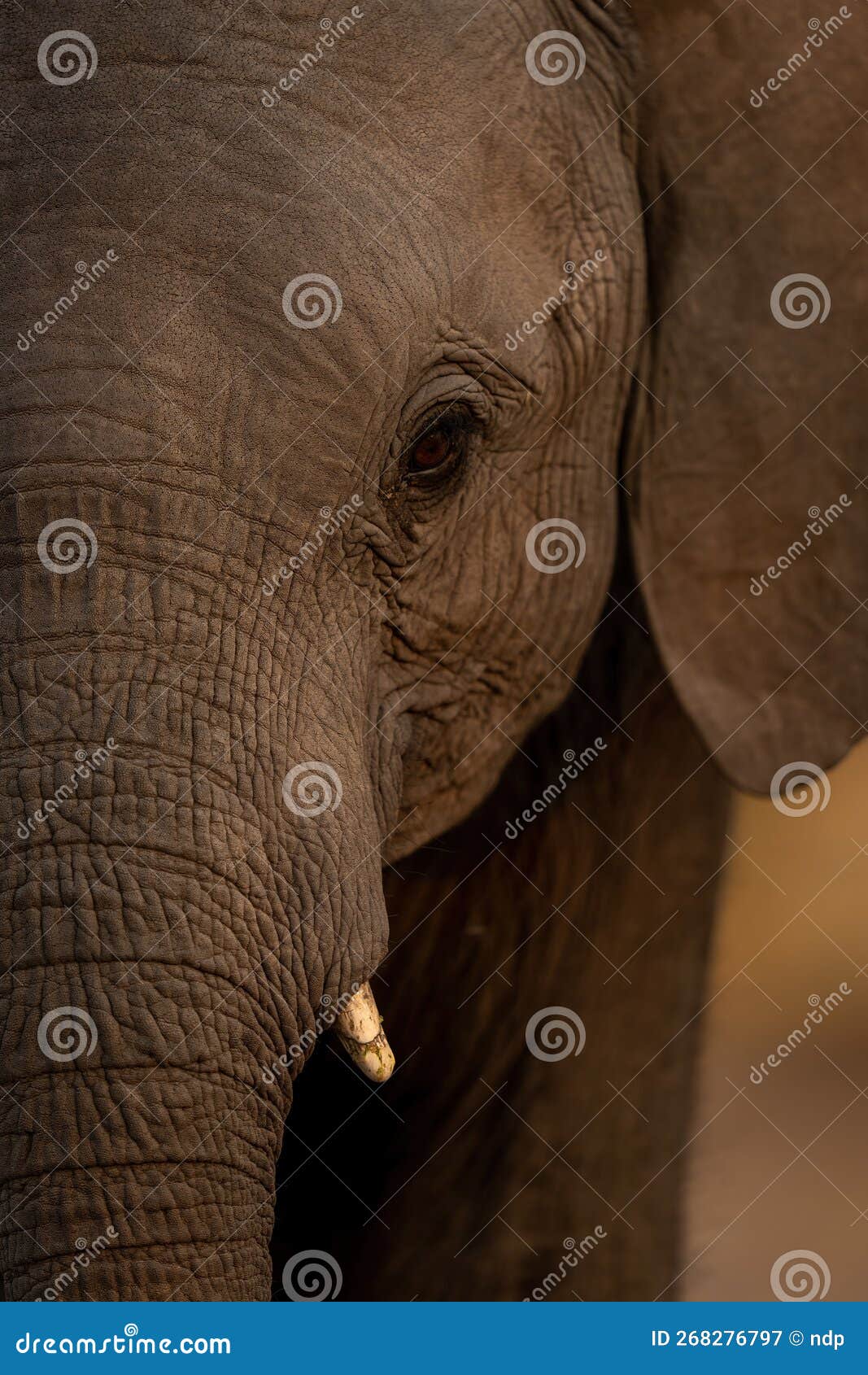 Close up of the nostril holes on the tip of an African elephant trunk Stock  Photo - Alamy