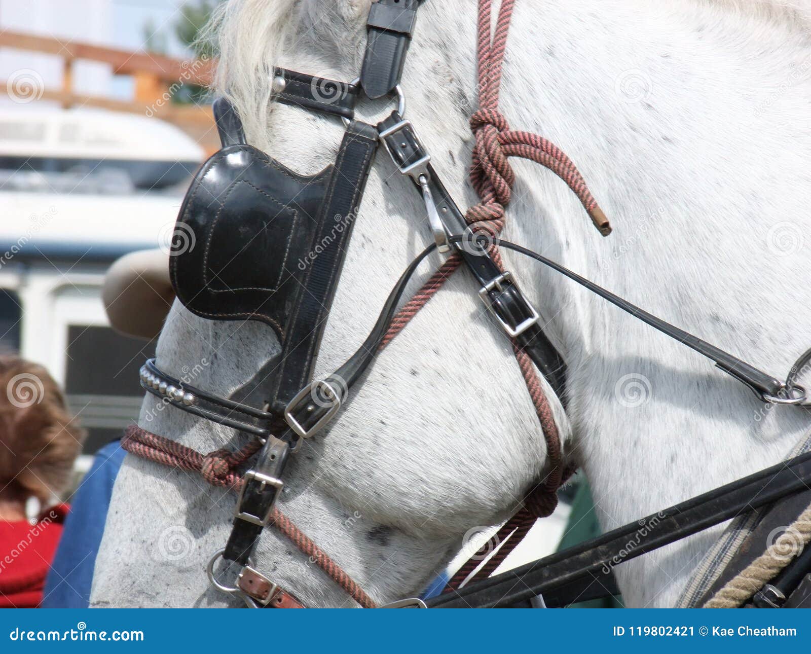 Close-up of Halter and Blinker Stock Image - Image of closeup, show:  119802421