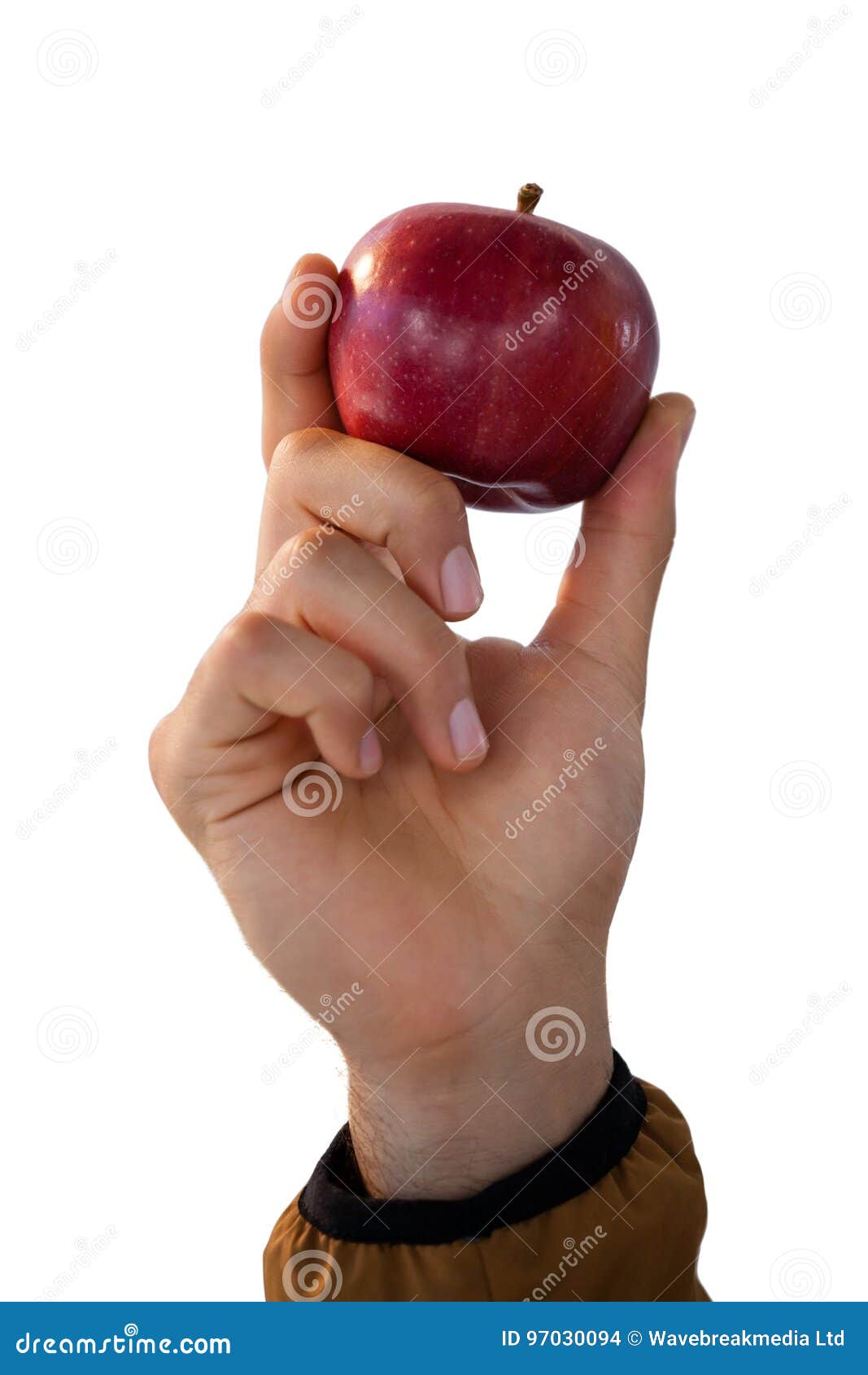 Closeup of Hand Holding Apples Stock Photo Image of caucasian, fruit