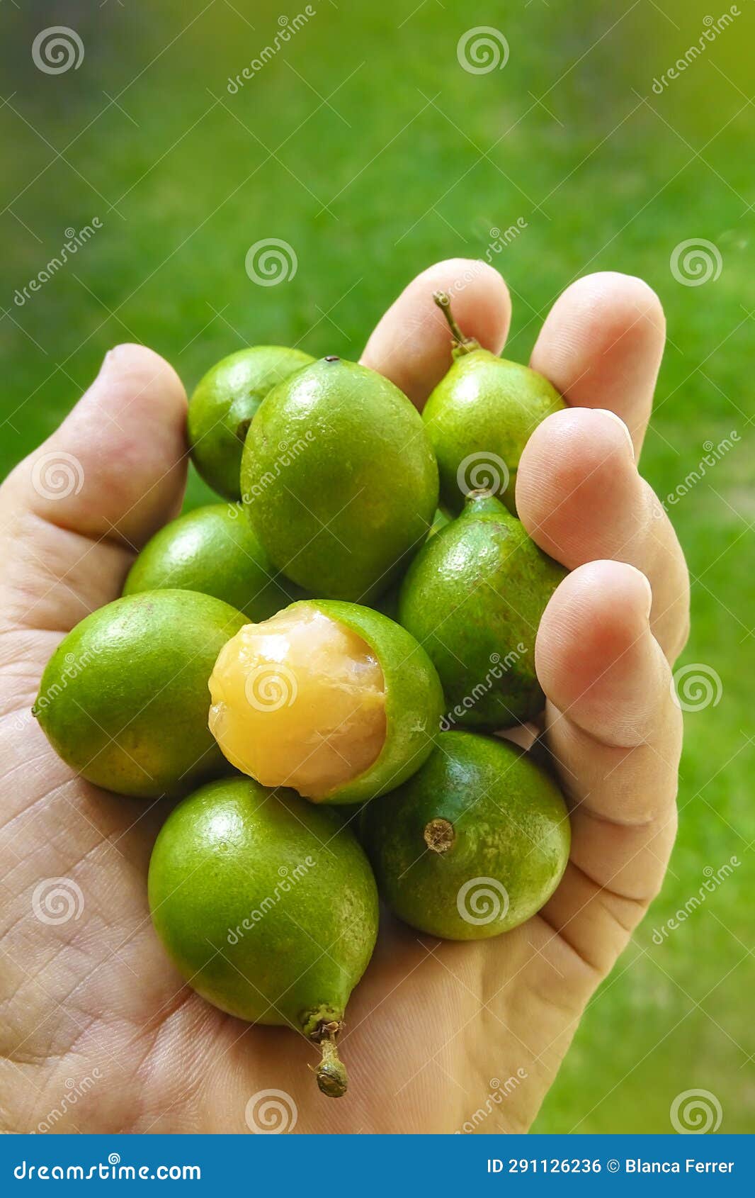 Close up of Hand Holding Quenepa Fruit Stock Photo Image of fruit
