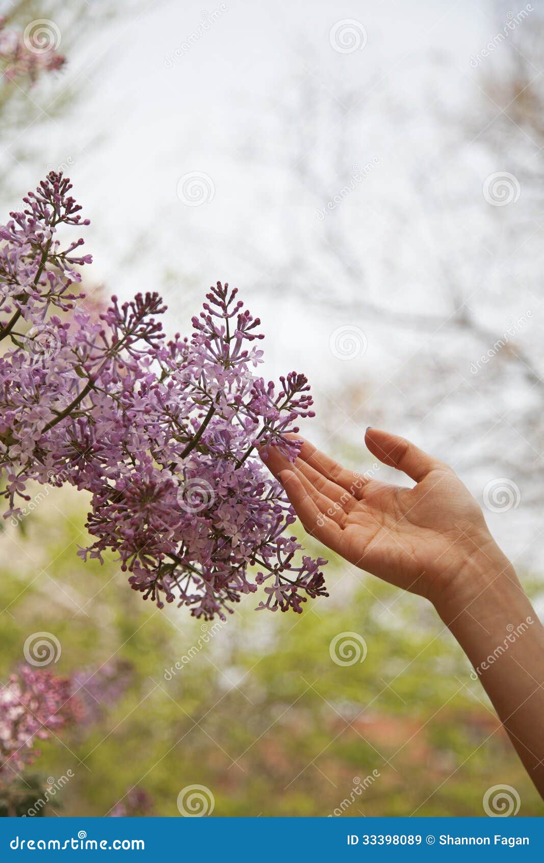 Close Up of Hand Touching Flower Blossom, Outside in the Park in
