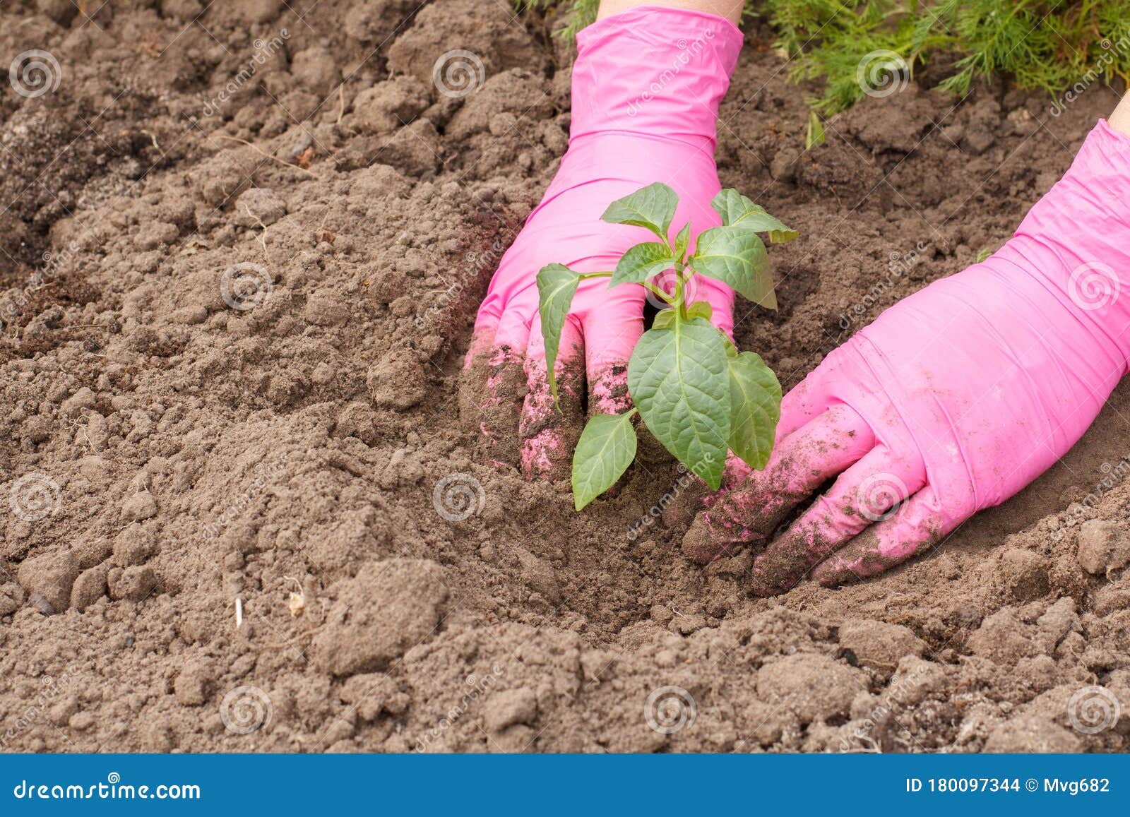 planting bell pepper seedlings bonnie planting bell pepper seedlings bonnie