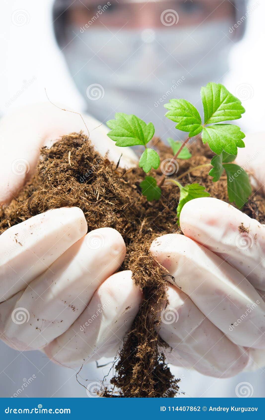 Closeup, in Hands a Sprout and a Piece of Land Stock Photo Image of agriculture, conservation