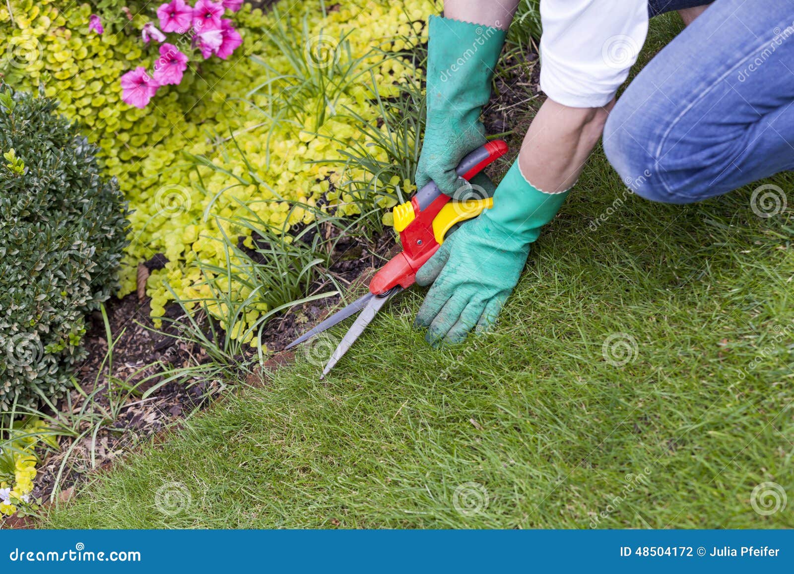 Close Up of Hands Trimming Grass with Clippers Stock Photo Image of