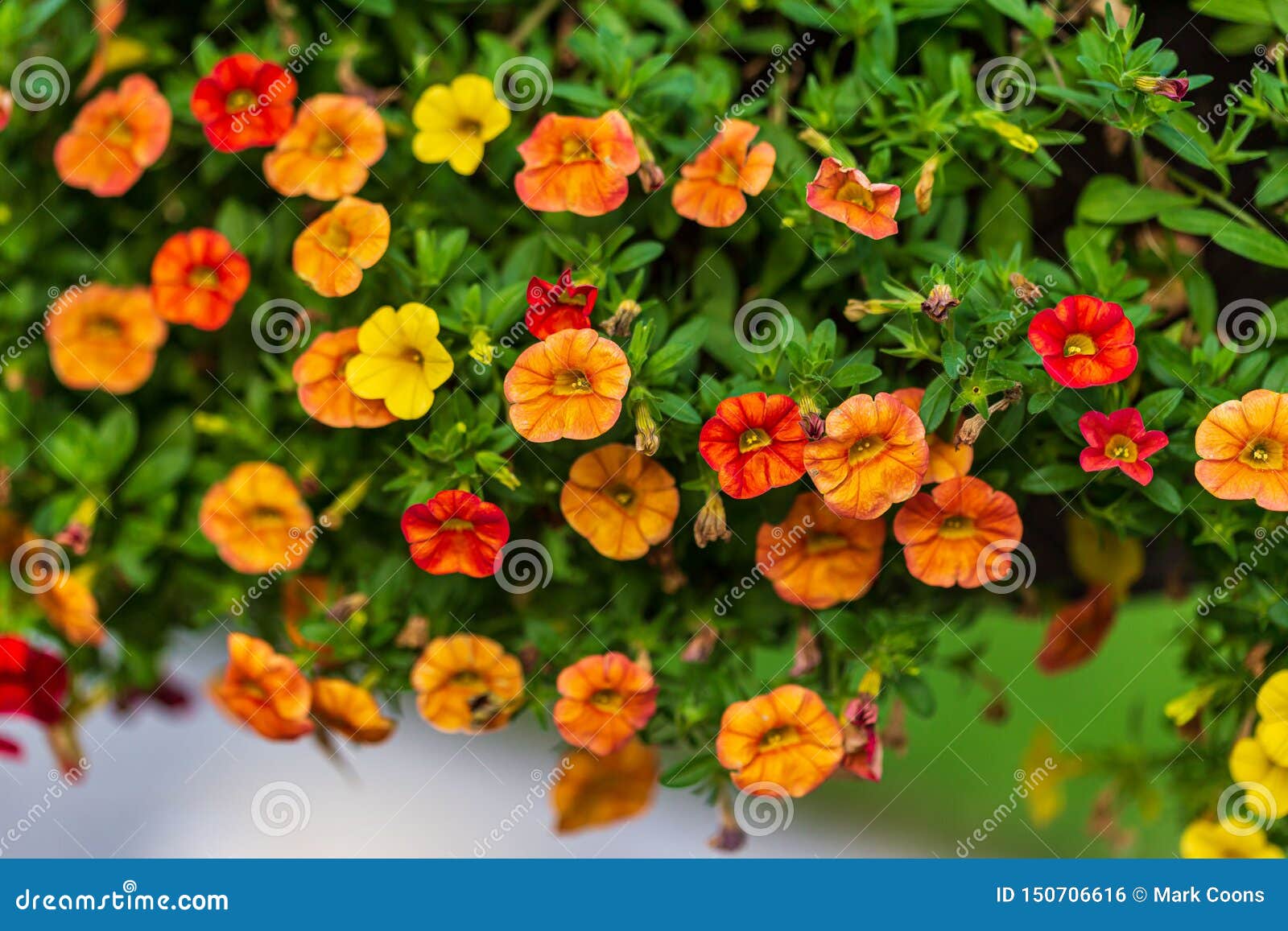 Close Up of a Hanging Basket of Million Bells Flowers Stock Photo