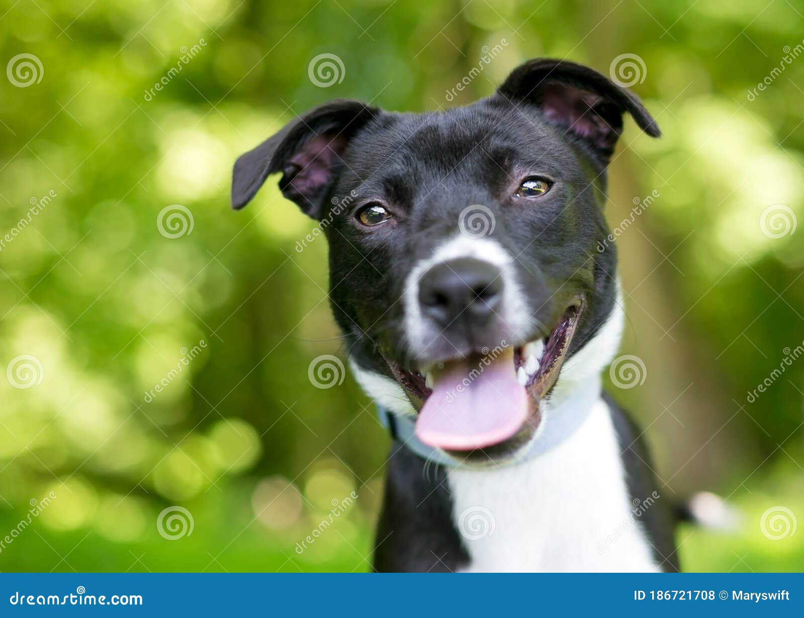 A Happy Black and White Mixed Breed Puppy Outdoors Stock Photo - Image ...