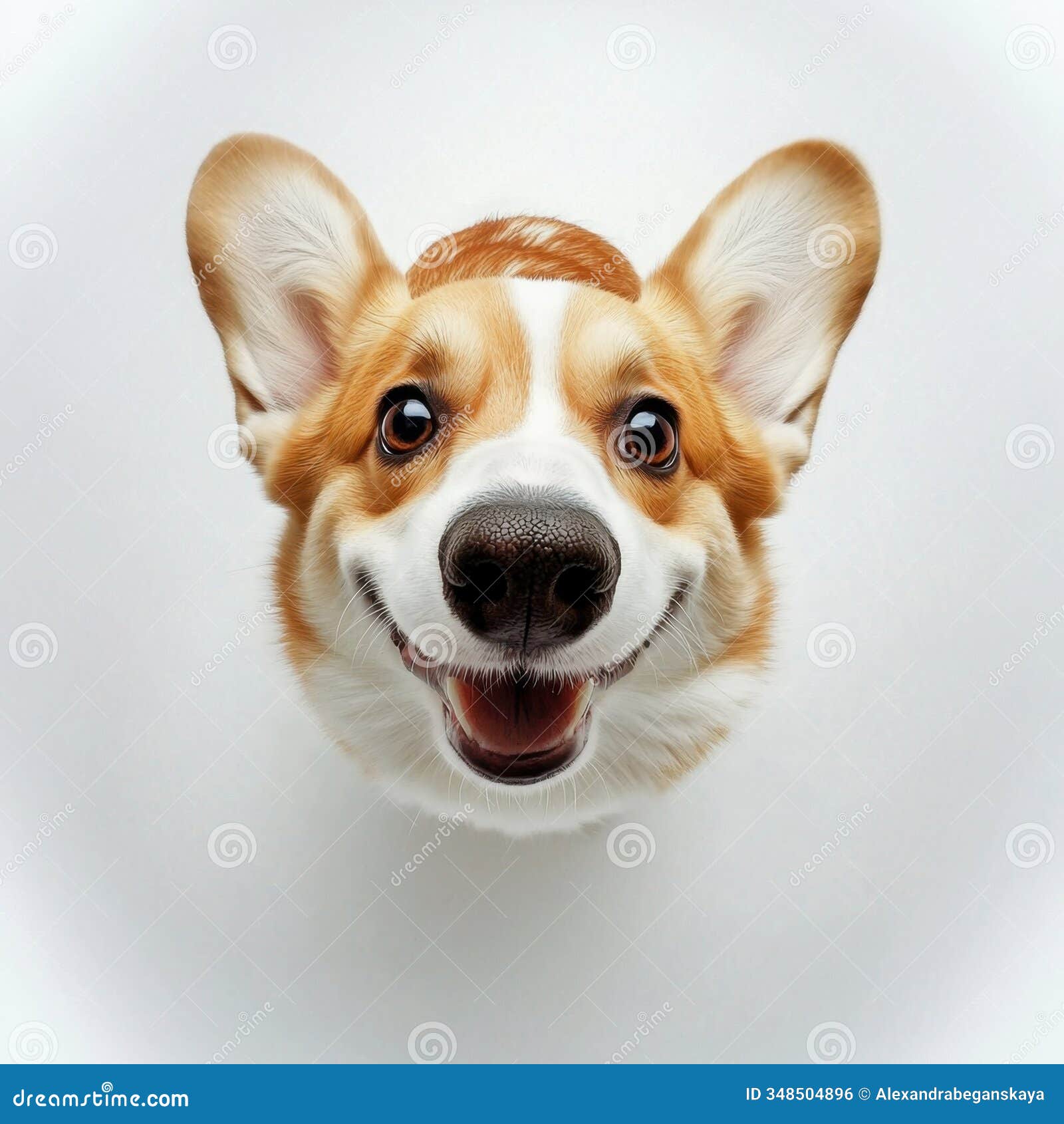 gatsby the corgi birthday close-up of a happy corgi dog with big ears and a cheerful expression