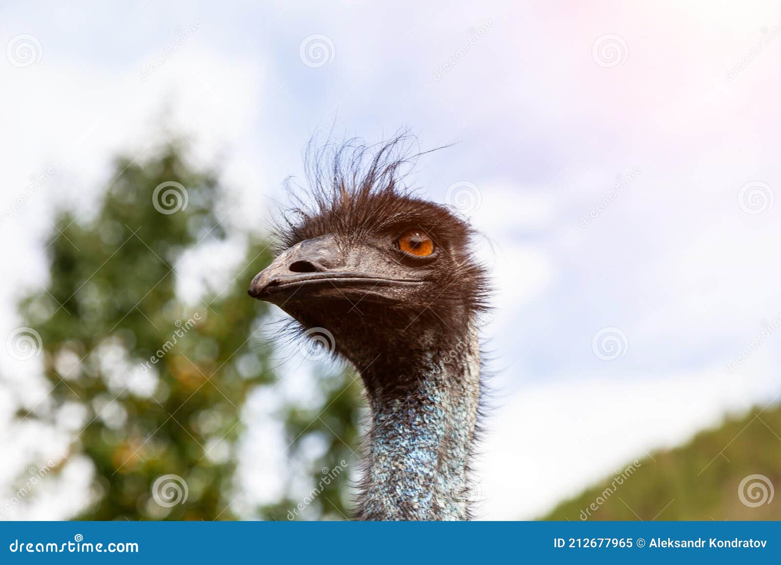 Close-up on the Head of a Black Wild Ostrich and a Large Beak, Red Eyes and  a Long Neck. Wild Animals and Rare Species from the Stock Image - Image of  face,