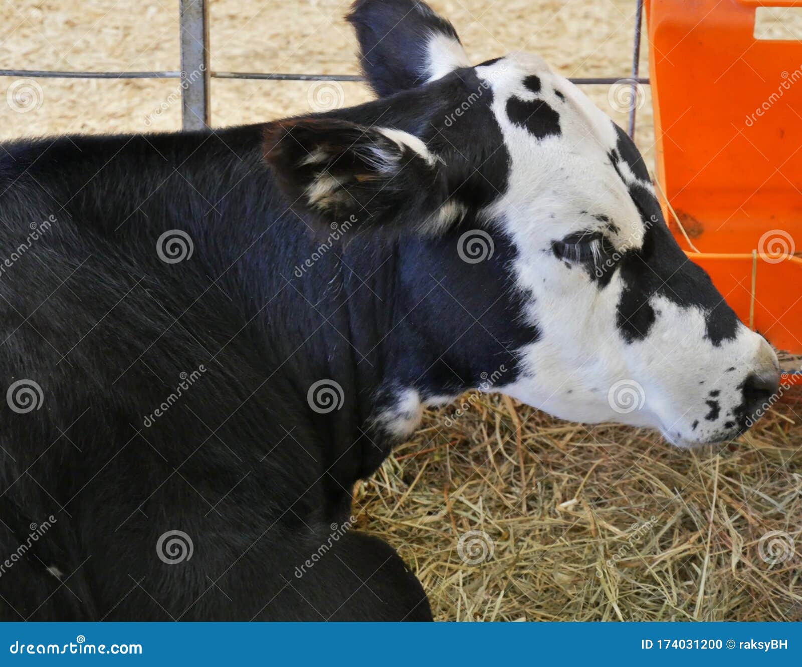 Close Up of the Head of a Cow Stock Photo - Image of cattle, ranch ...