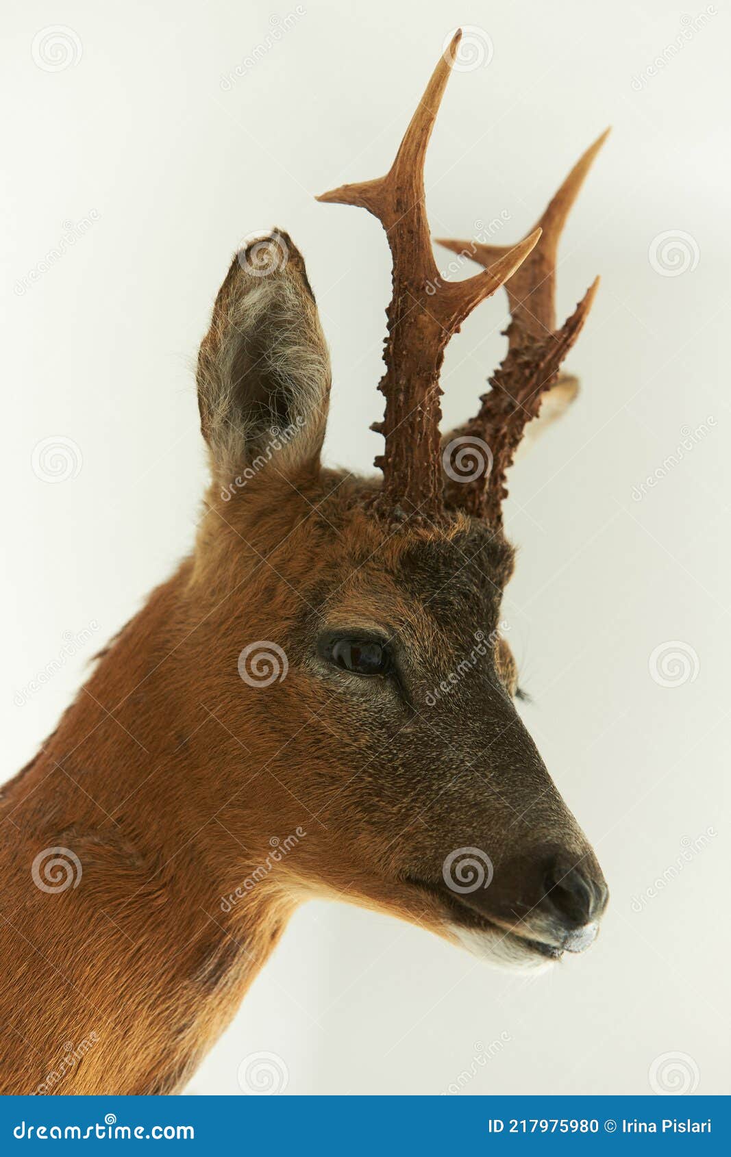 Mooseheads Stock Photos - Free & Royalty-Free Stock Photos from Dreamstime