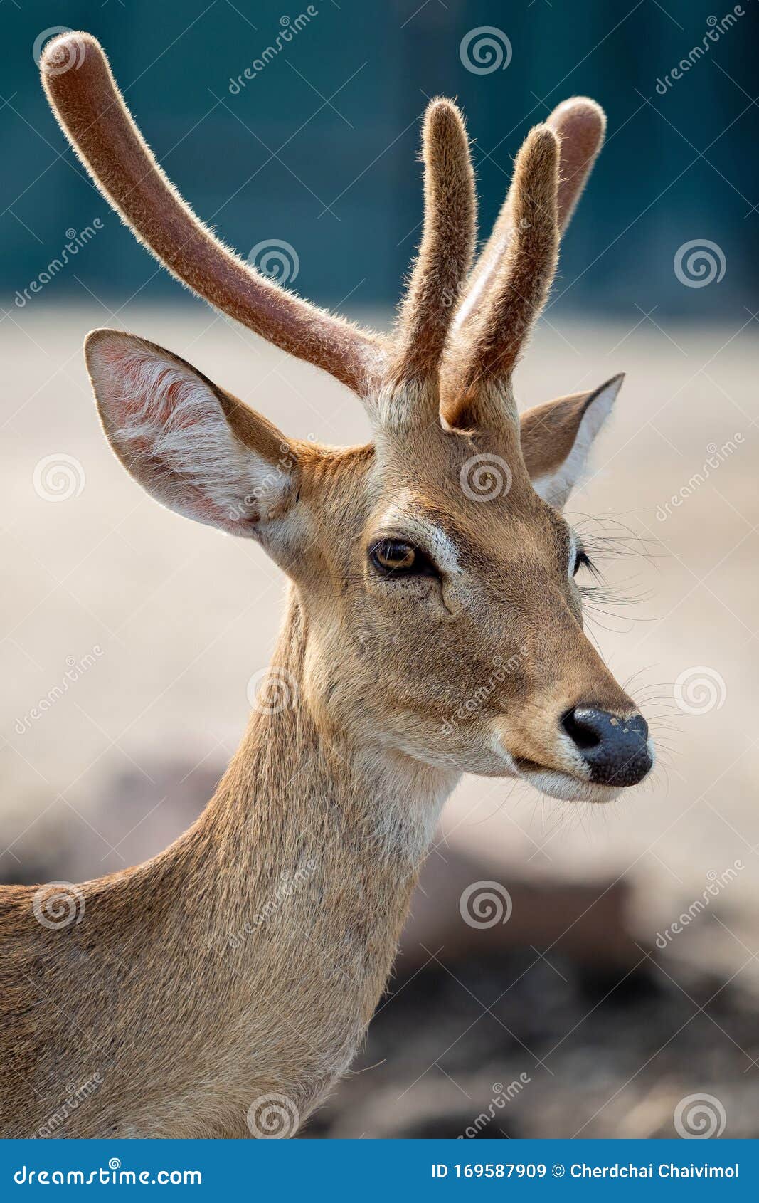 Single horn deer