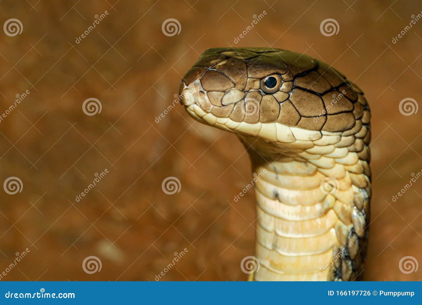 Close Up Head King Cobra is Dangerous Snake at Garden Thailand Stock Photo  - Image of fresh, ophiophagus: 166197726