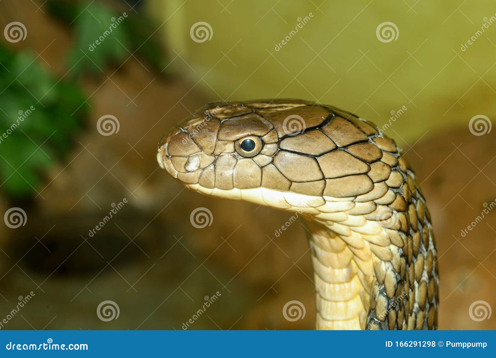 Close Up Head King Cobra is Dangerous Snake at Garden Thailand Stock Photo  - Image of ophiophagus, head: 166291298