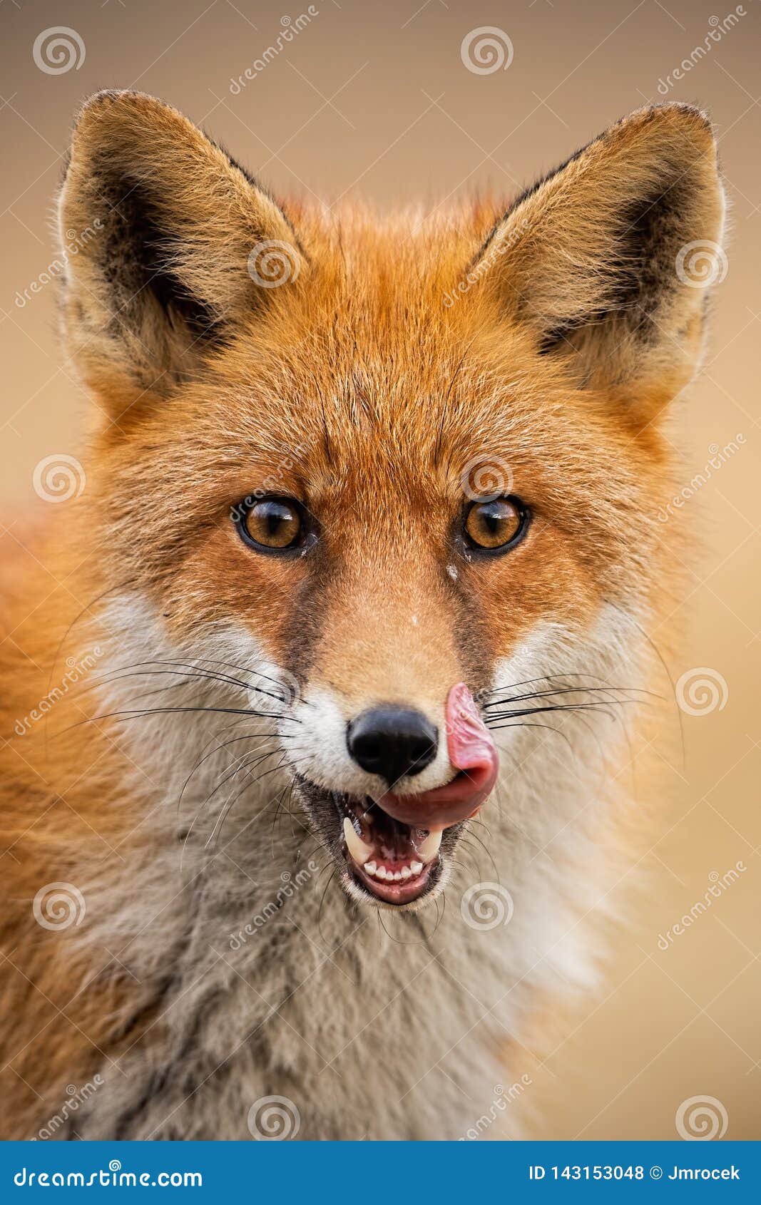 close-up of head of a red fox, vulpes vulpes, looking straight to the camera licking lips.