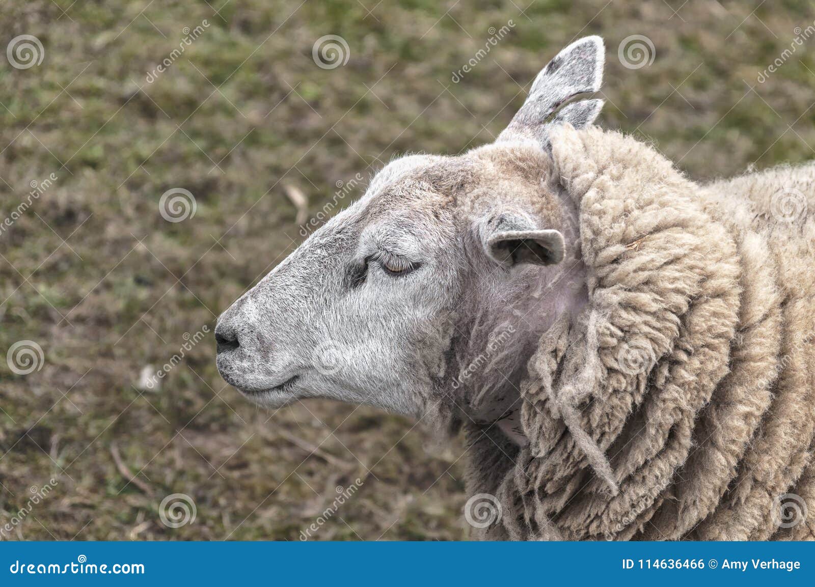 sheep is in the pasture