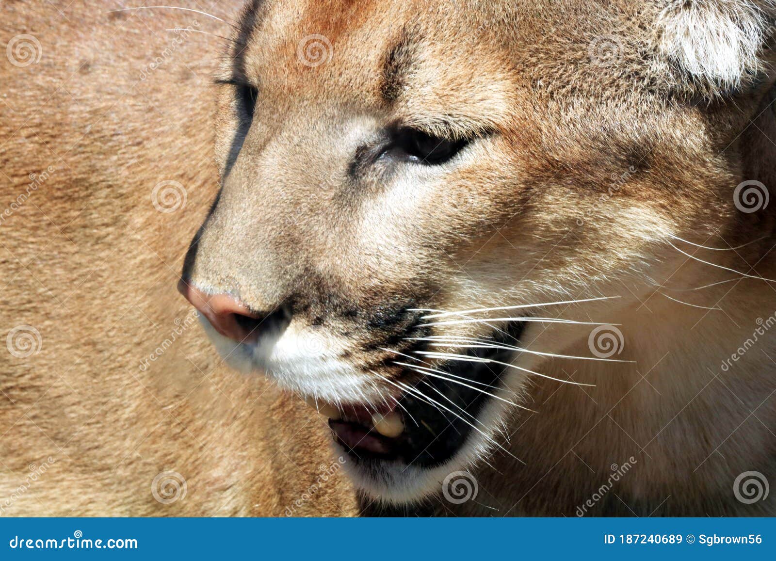 Close Up Head Shot Of A Cougar Or Mountain Lion Stock Image Image Of