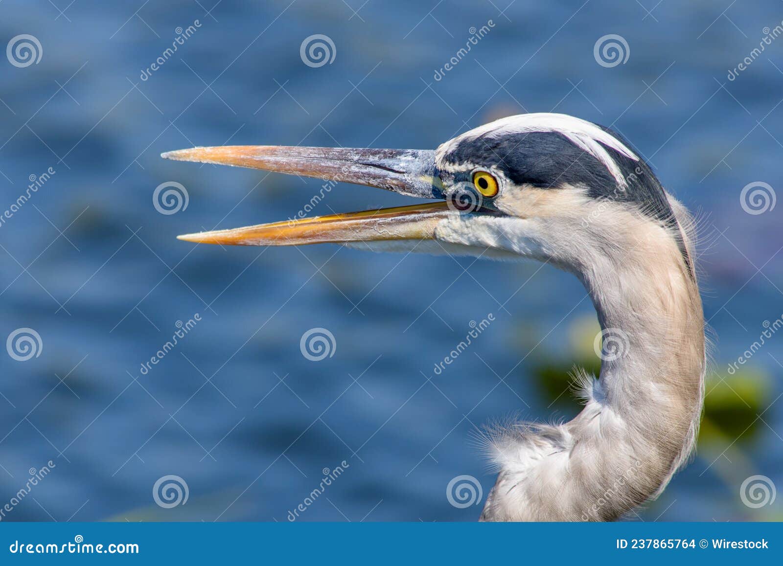 Closeup, Head Shot of a Great Blue Heron Stock Photo Image of heron