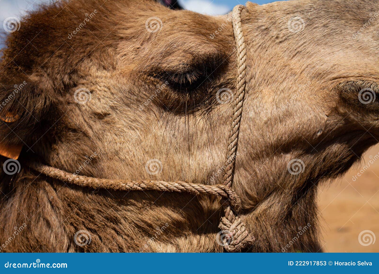 Close-up of the Head of a Young Camel. Desert Animal with Brown Fur Stock Image - Image of life, looking: 222917853 Close-up of the Head of a Young Camel. Desert Animal with Brown Fur Stock Image - Image of life, looking: 222917853