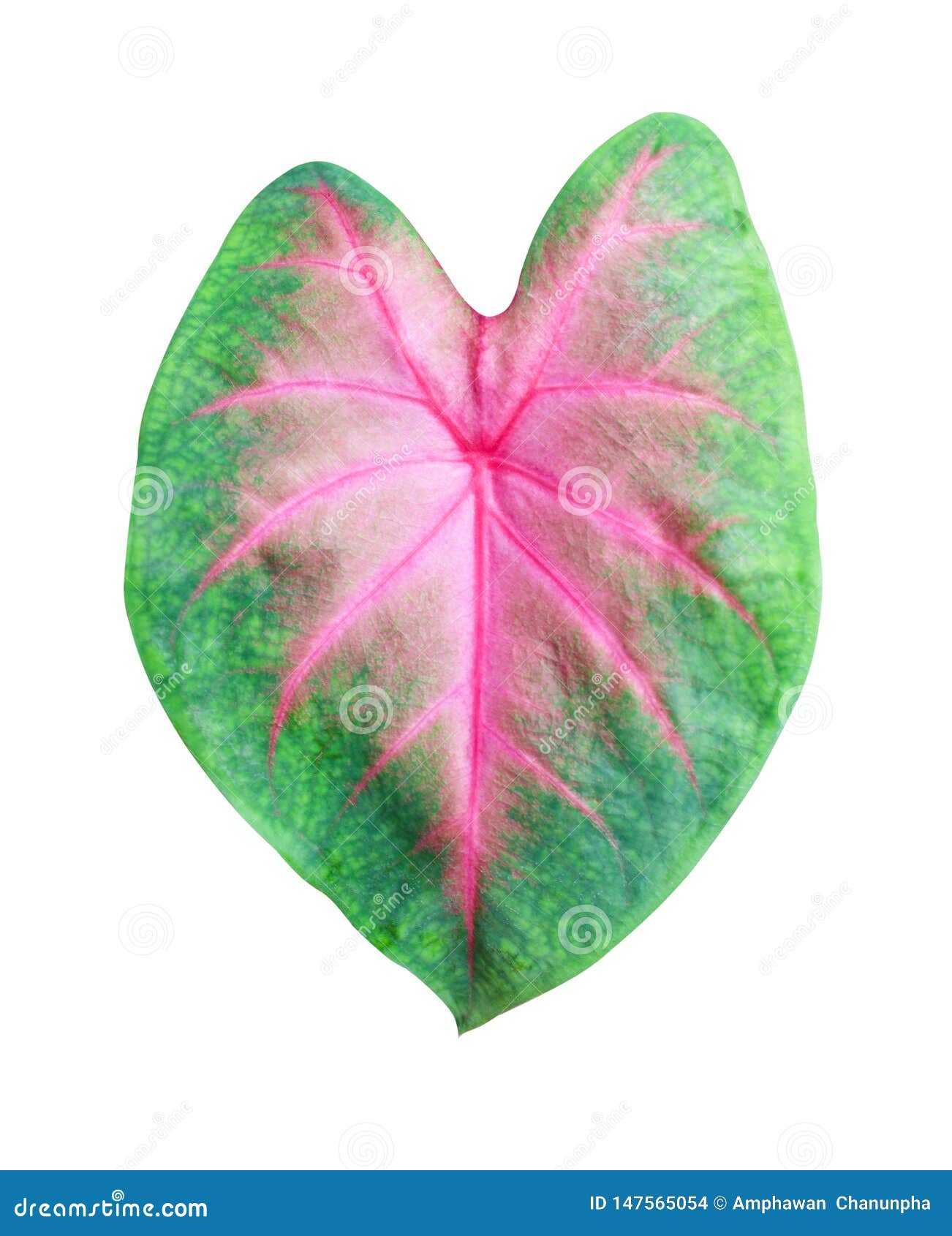Heart Shaped Leaves Patterns Texture , Colorful Nature Queen of the