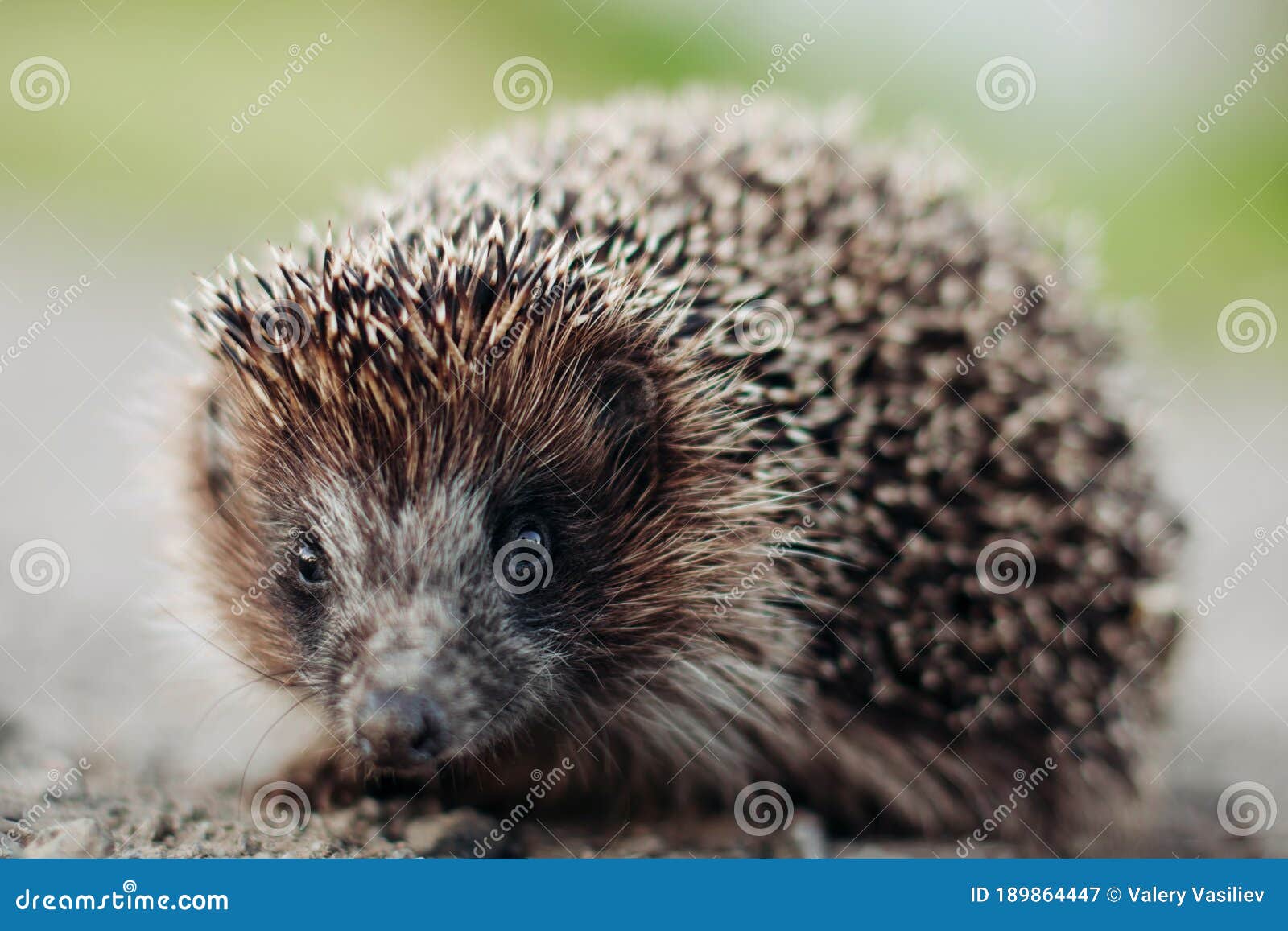 Closeup of a Hedgehog Crossing the Road in the Summer Evening at