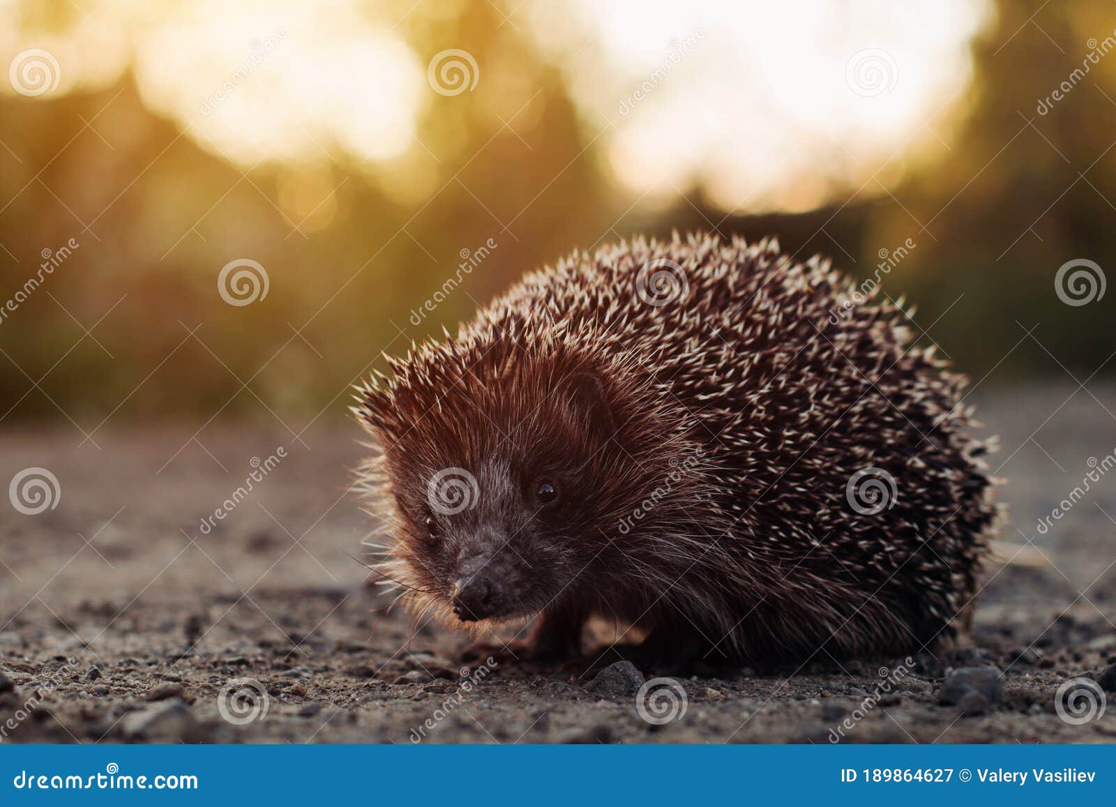 Closeup of a Hedgehog Crossing the Road in the Summer Evening at