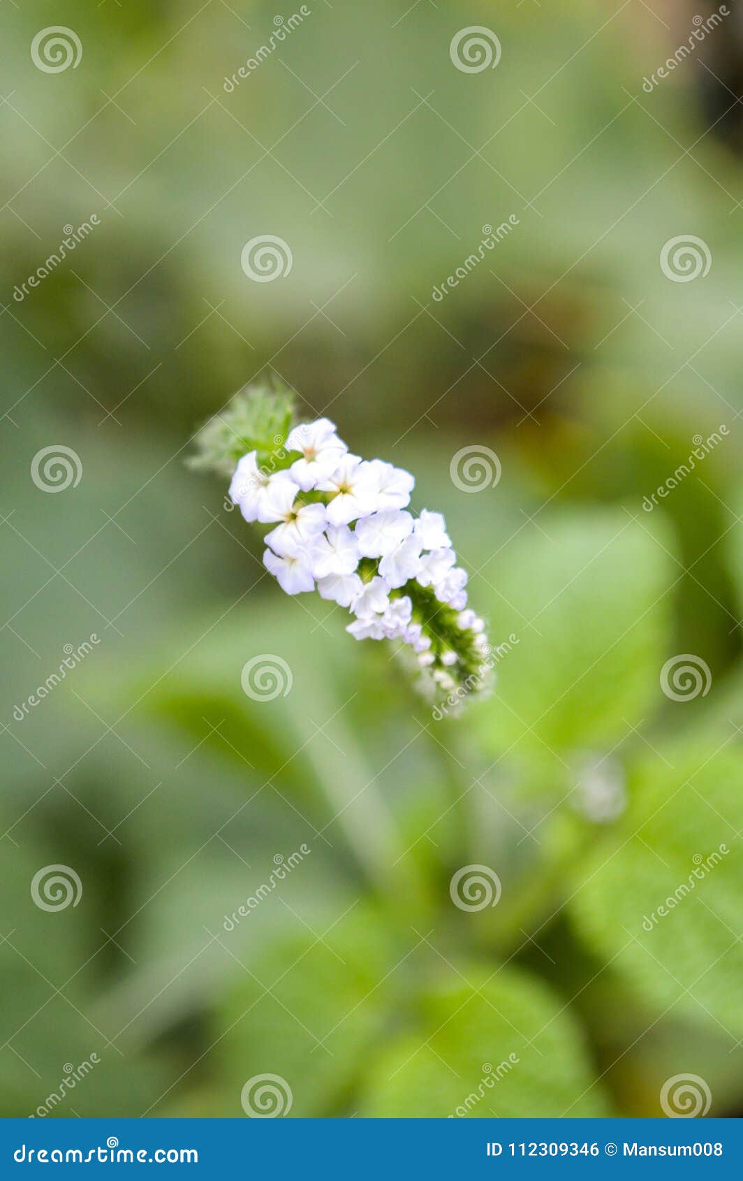 heliotropium indicum flower in