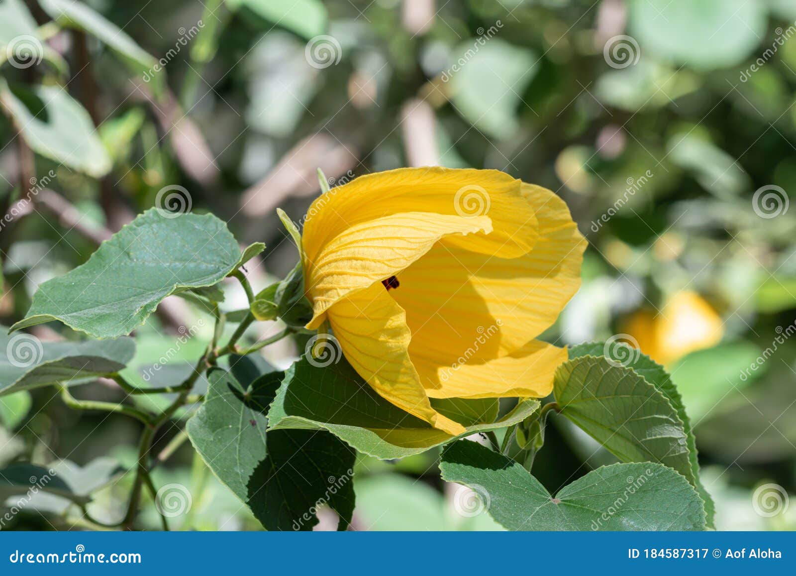 close up hibiscus glanduliferus craib malvaceae in a garden.yellow mallow tree.