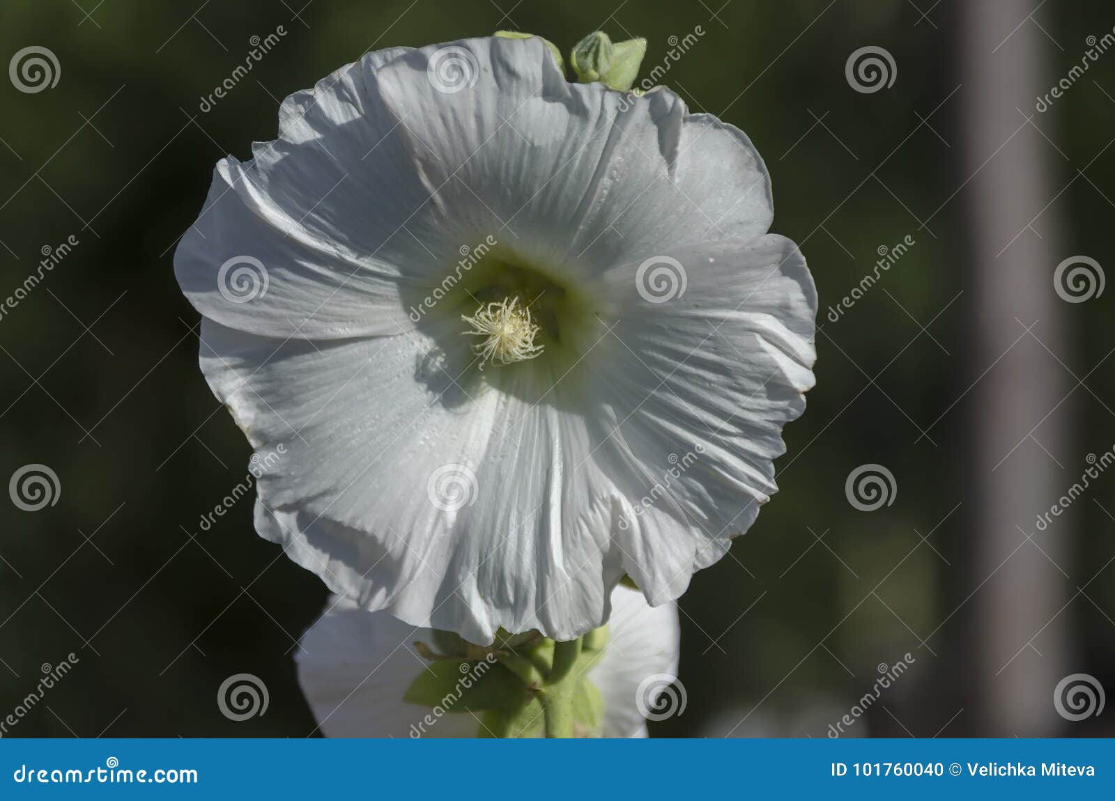 Close-up Hollyhock or Alcea Rosea White Flower on Garden Stock Photo -  Image of alcea, creative: 101760040