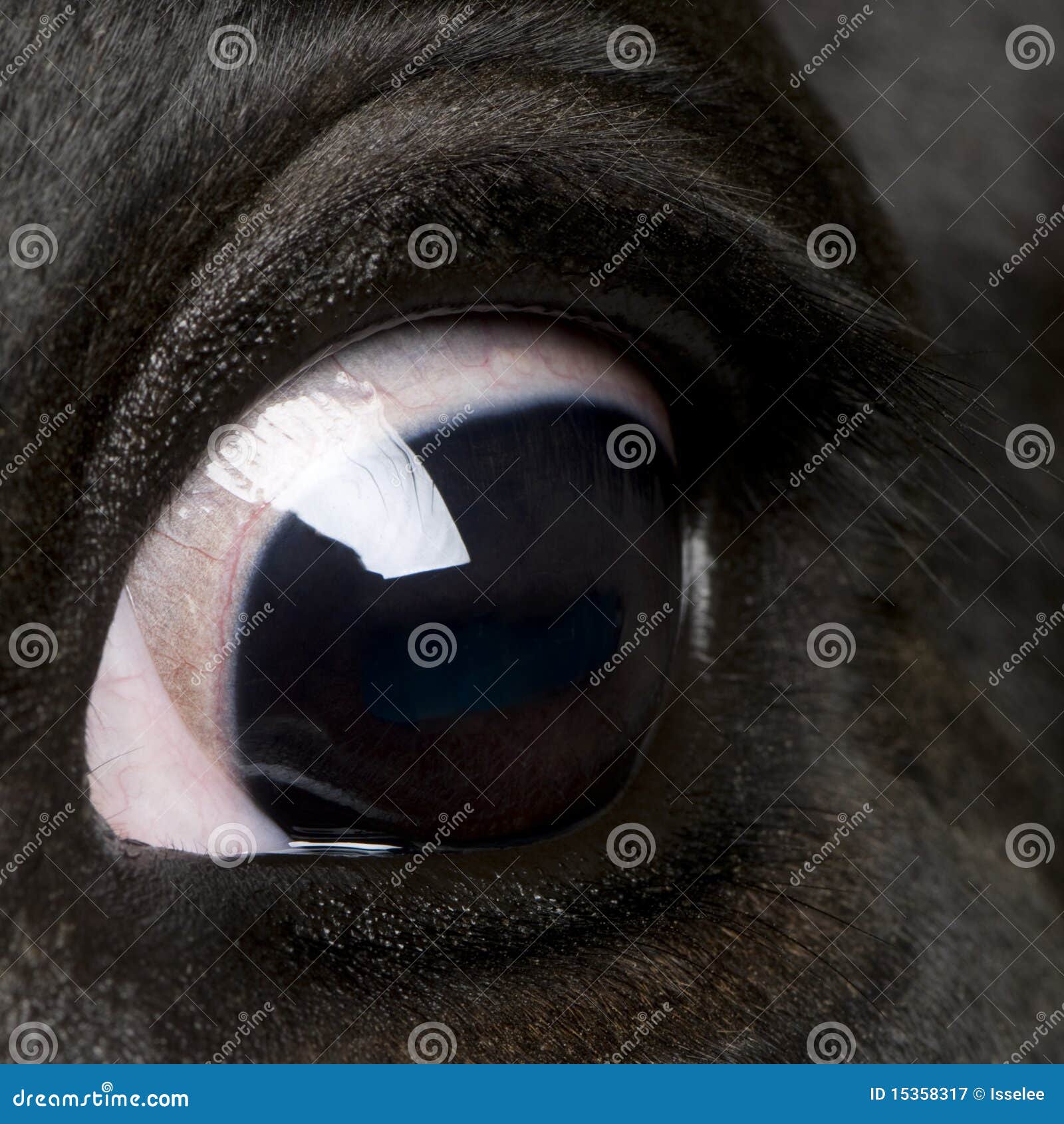 Closeup of Holstein Cow Eye Stock Image Image of farm, vision 15358317