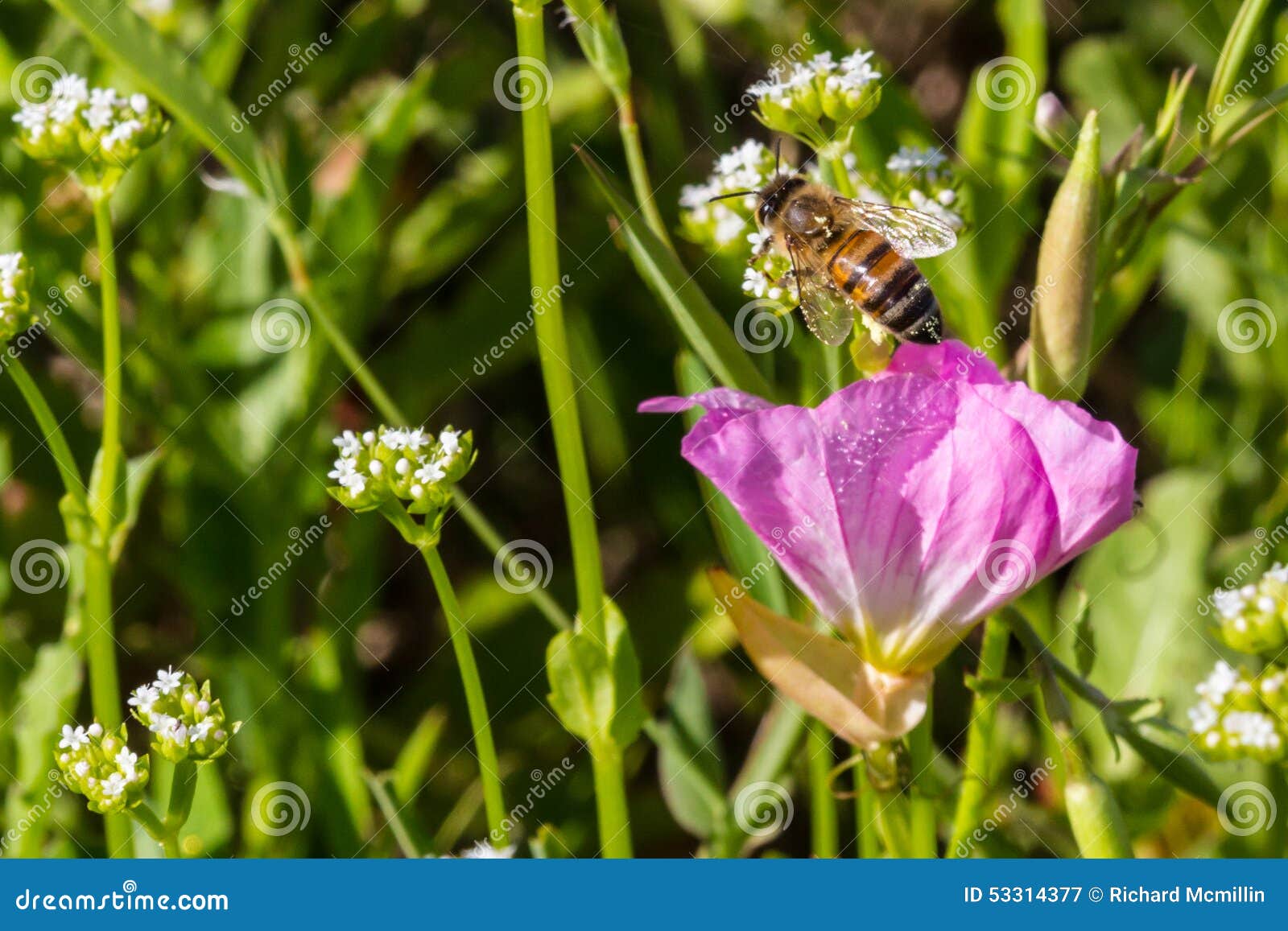 6 792 Pink Showy Photos Free Royalty Free Stock Photos From Dreamstime